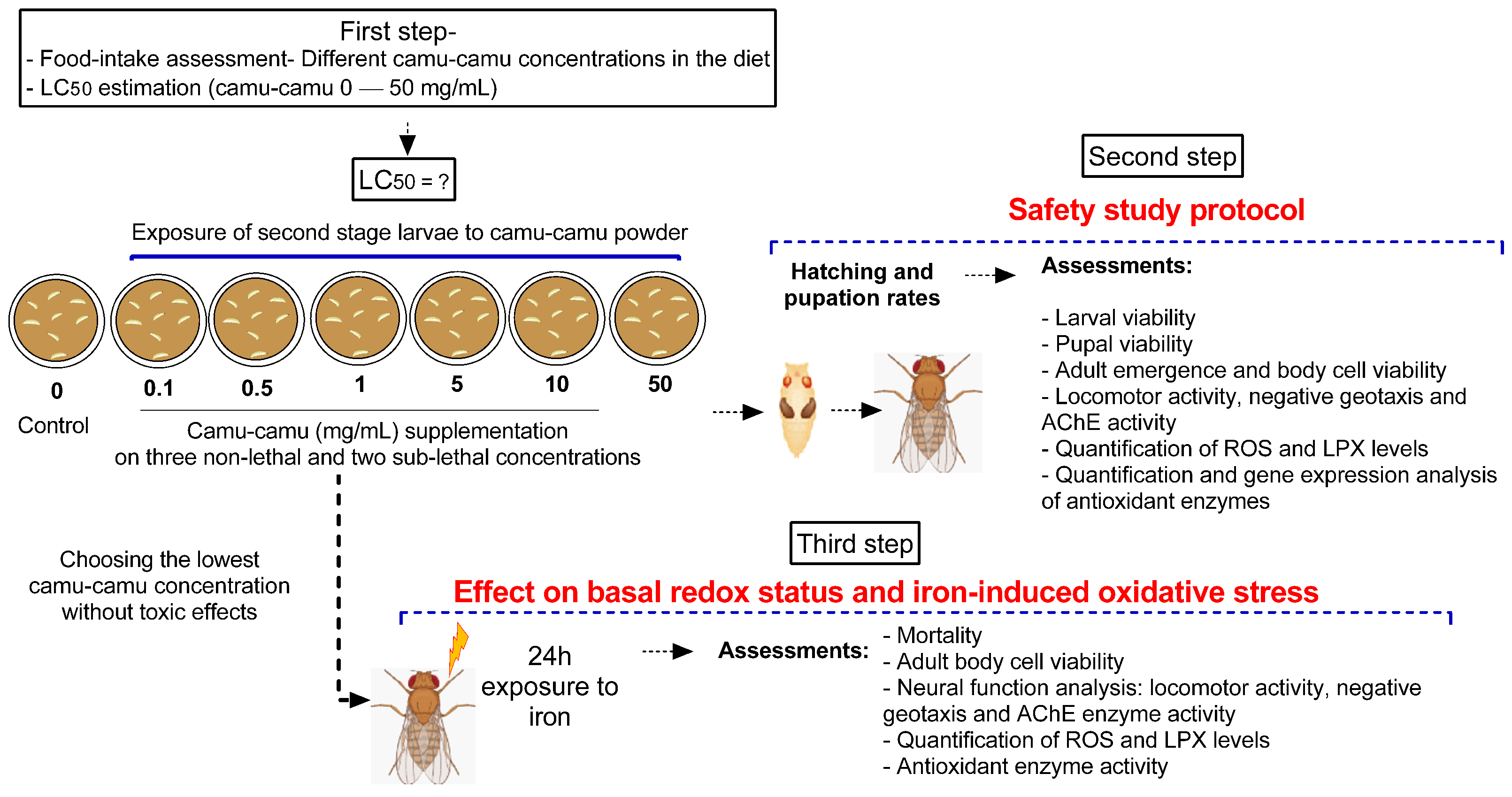 Antioxidants 13 00102 g001