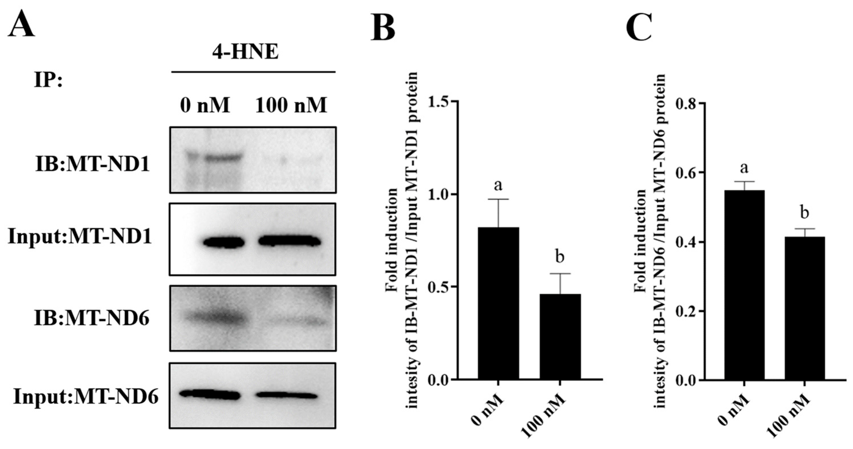 Antioxidants 13 00104 g008