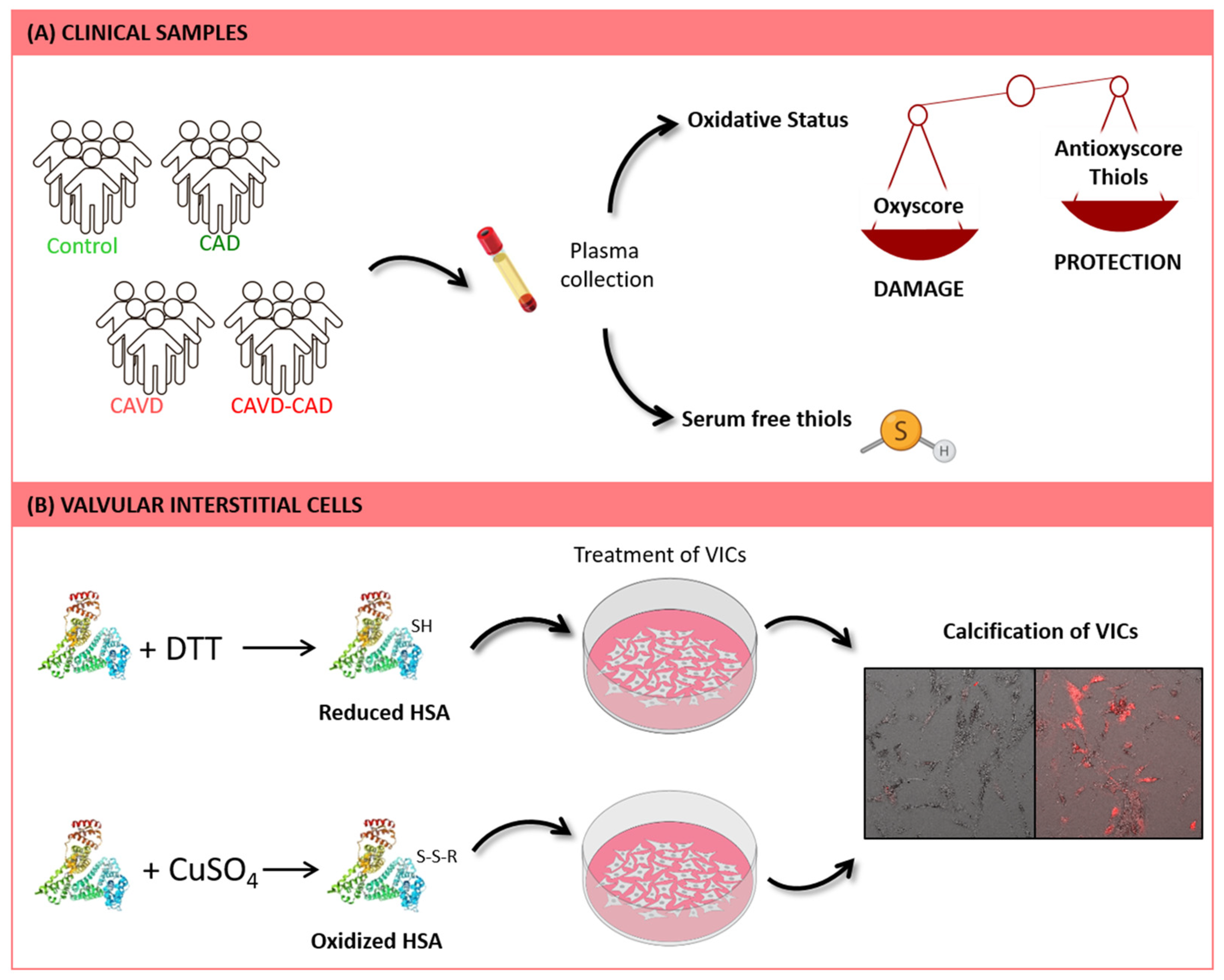 Antioxidants 13 00108 g001