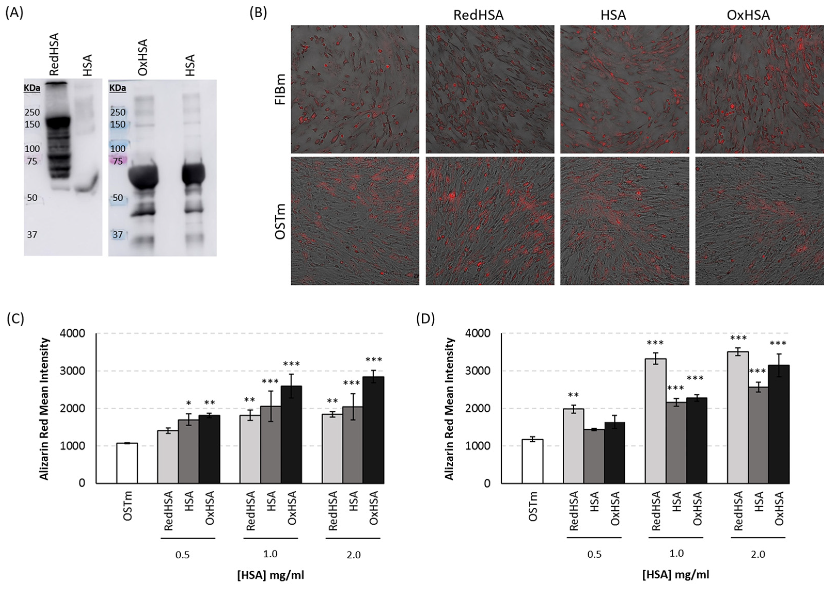 Antioxidants 13 00108 g004