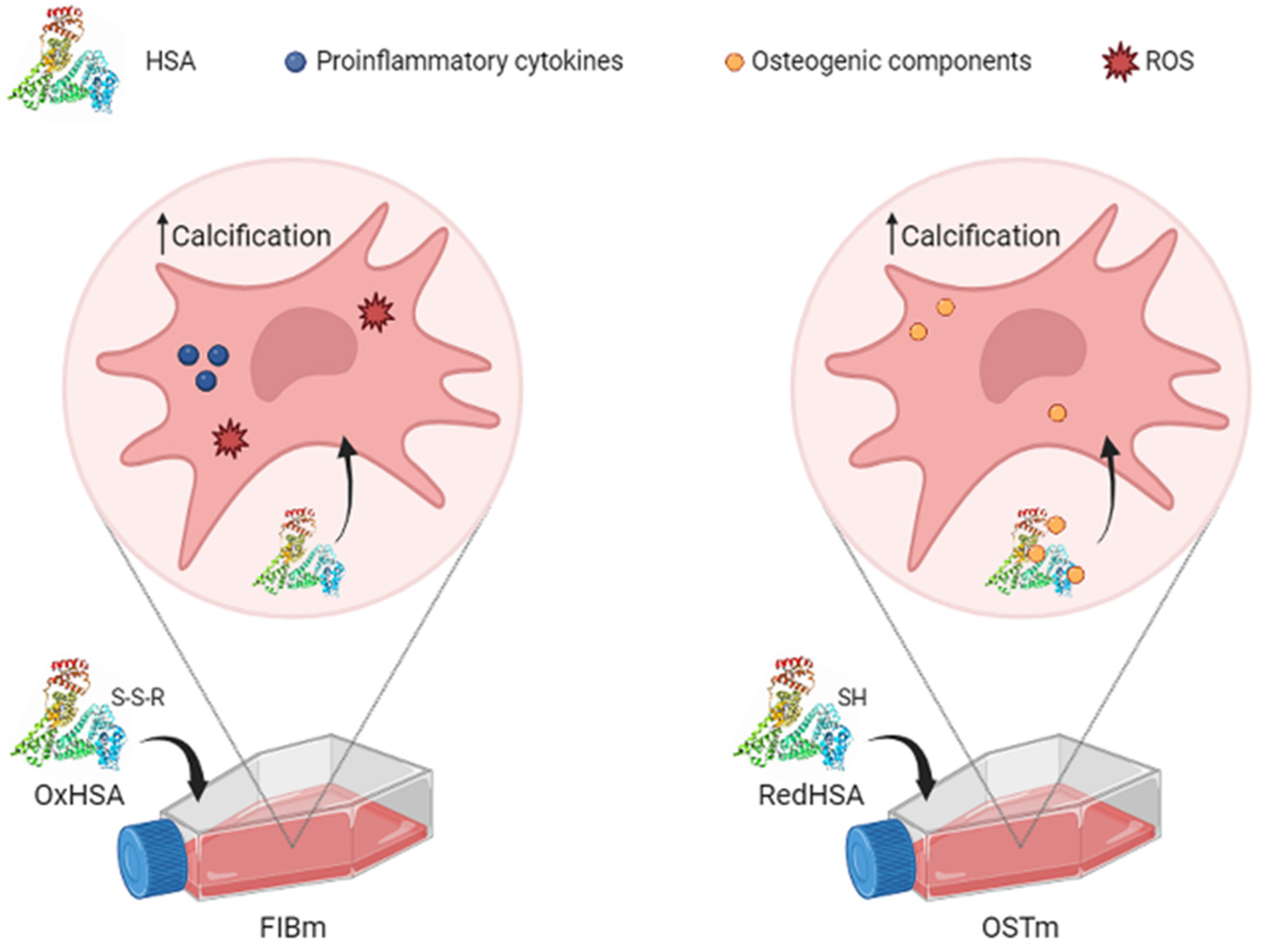 Antioxidants 13 00108 g005