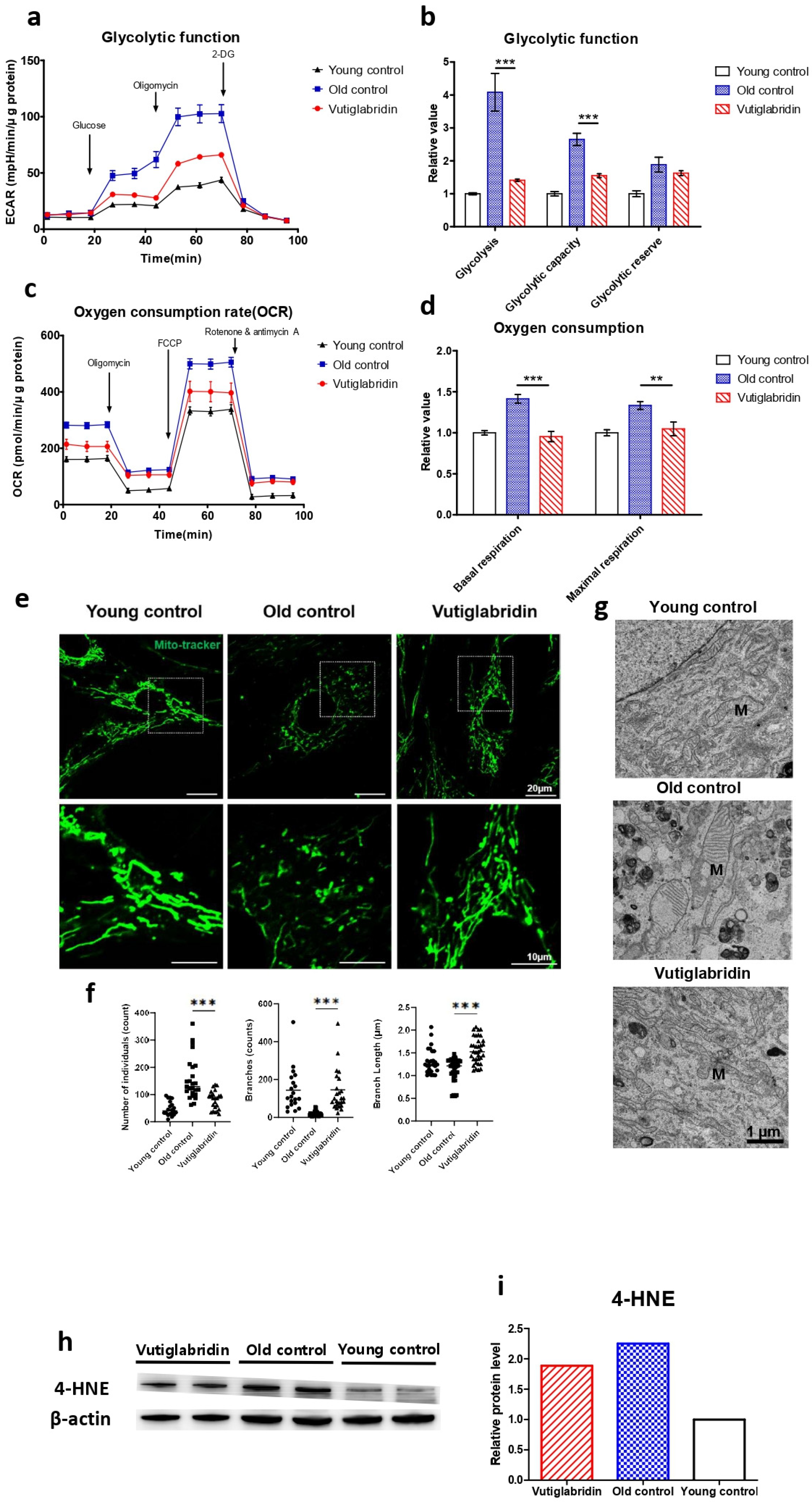 Antioxidants 13 00109 g002