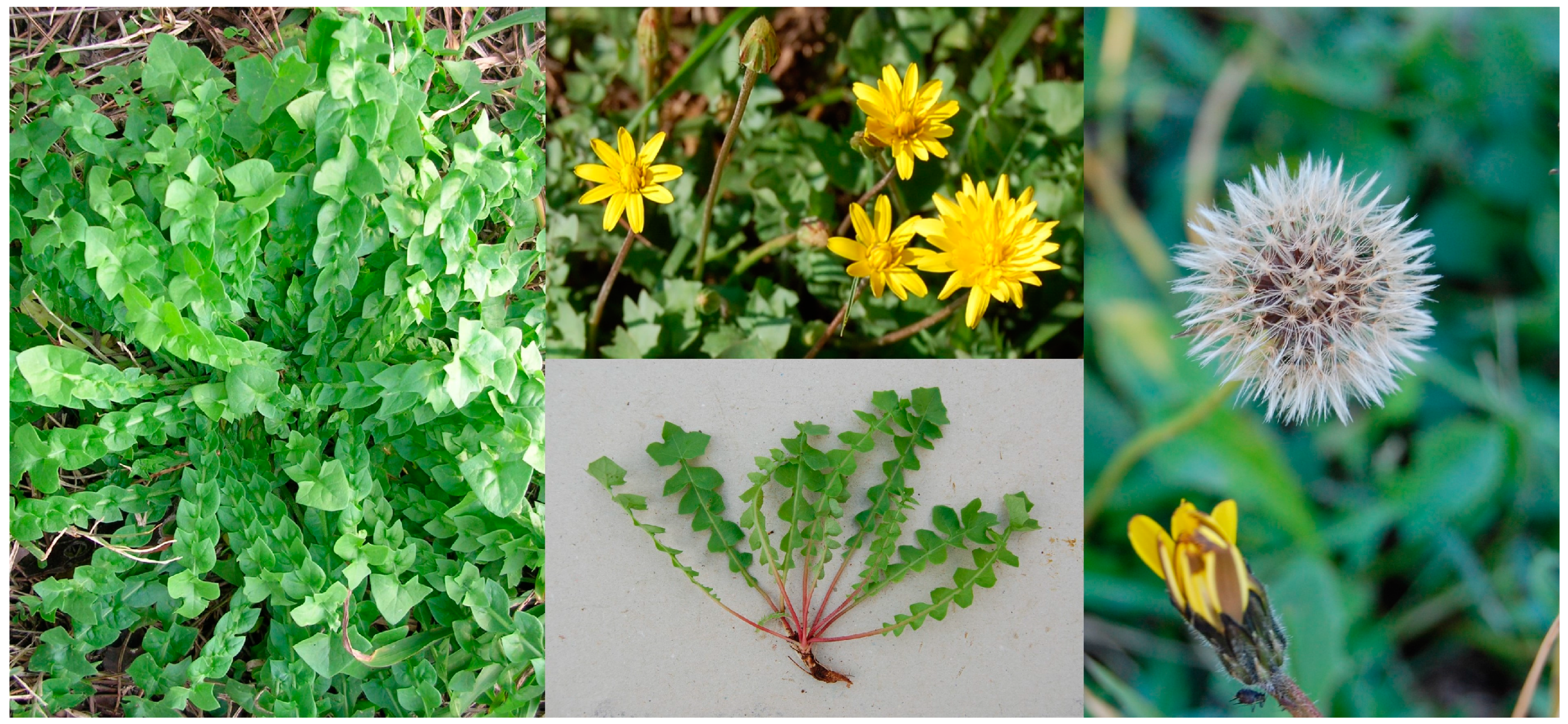 Antioxidants 13 00111 g001