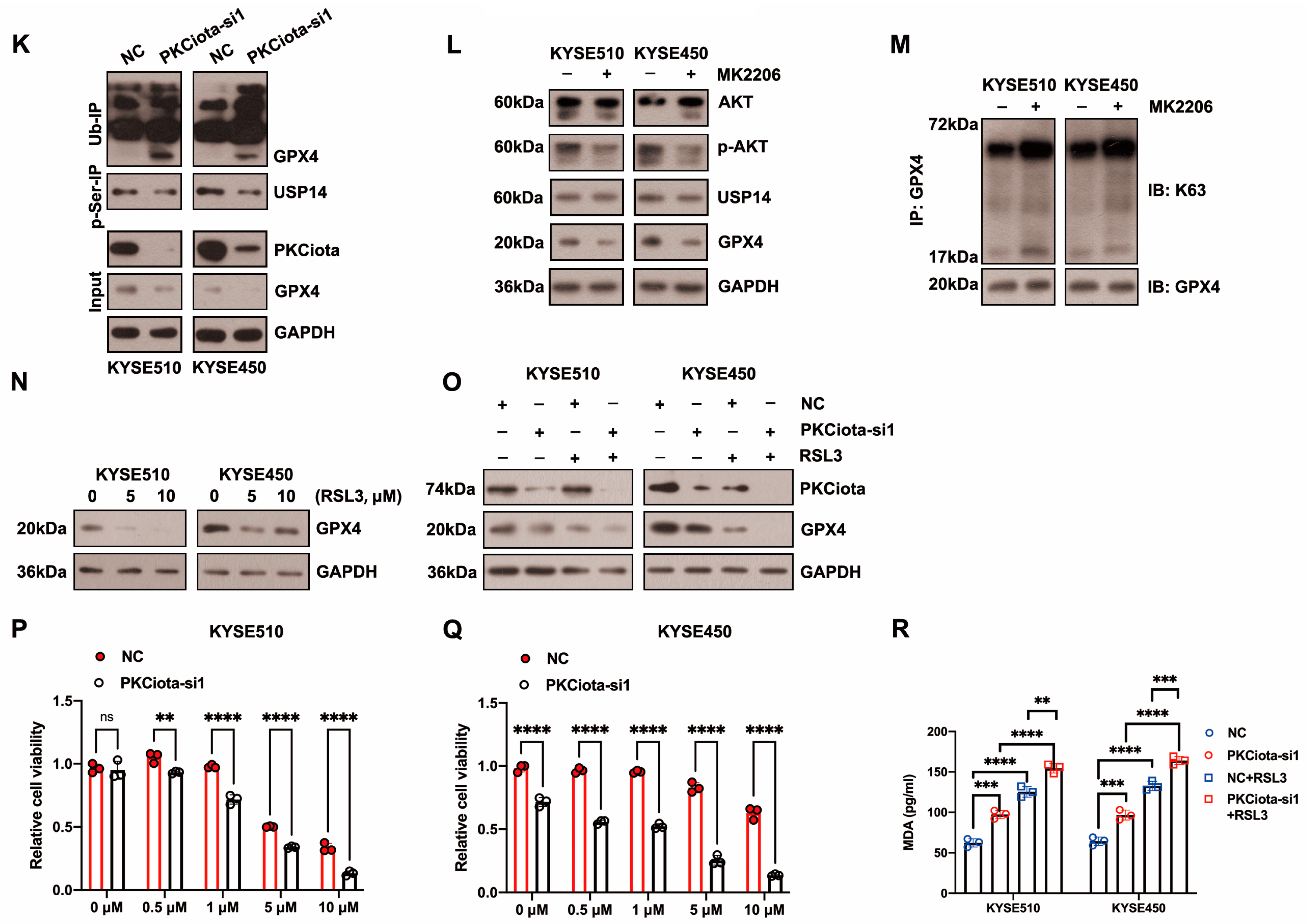Antioxidants 13 00114 g003b