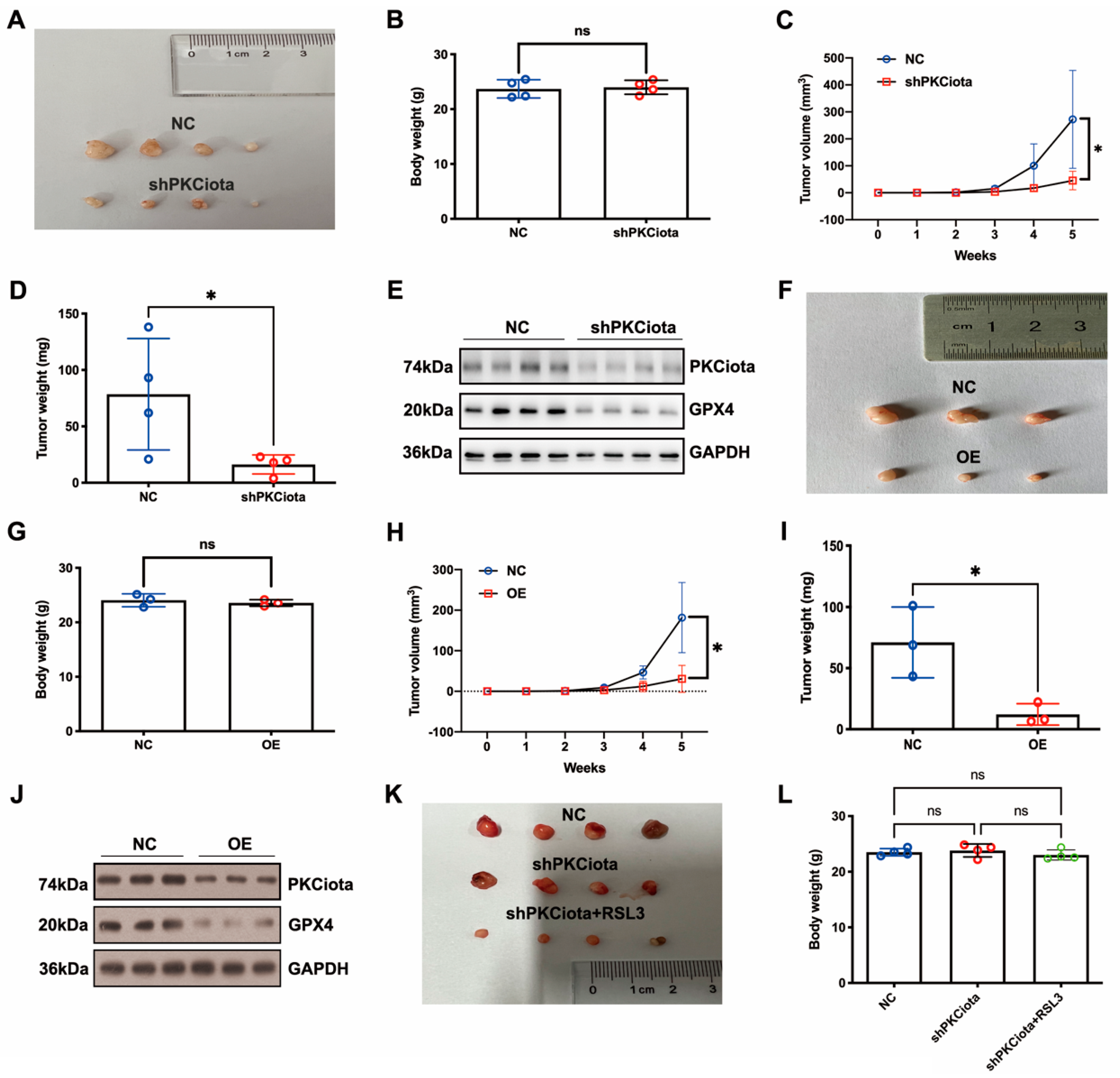 Antioxidants 13 00114 g006a
