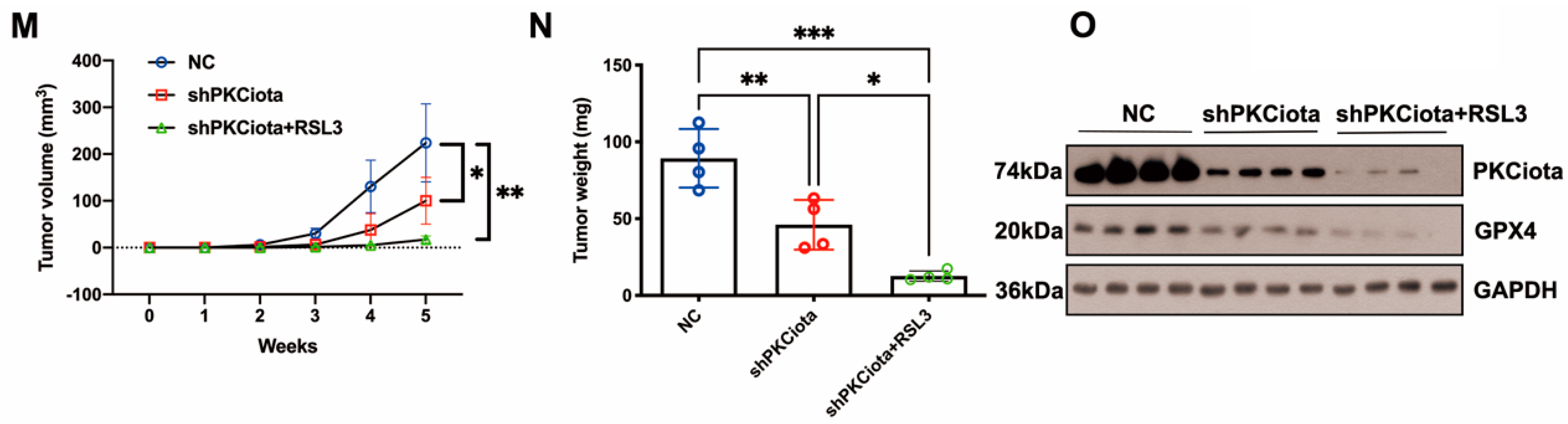 Antioxidants 13 00114 g006b