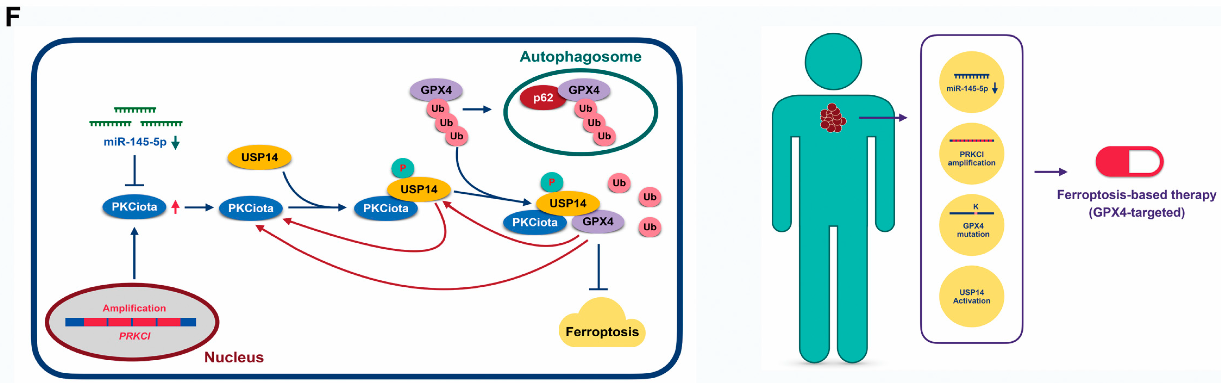 Antioxidants 13 00114 g007b