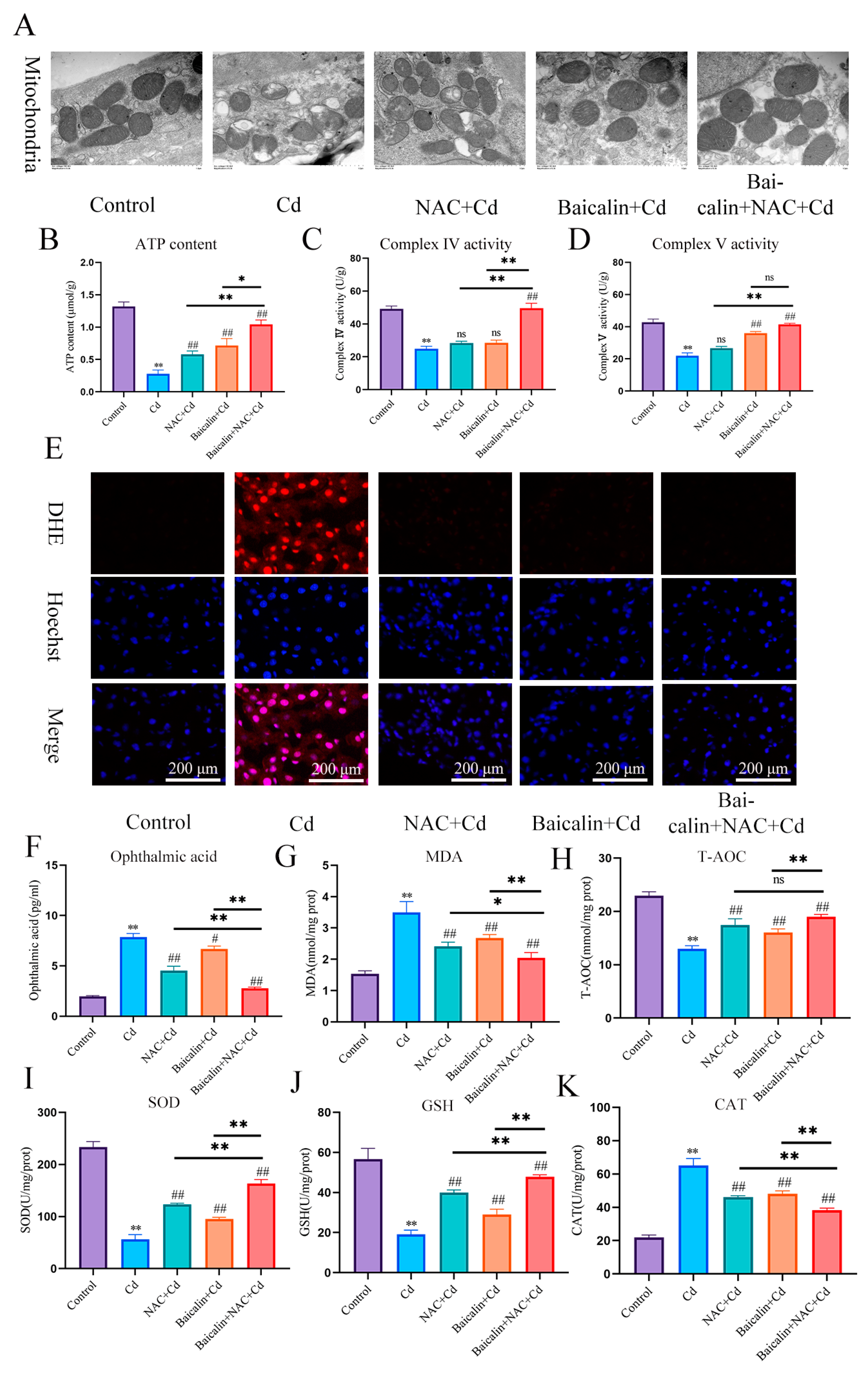 Antioxidants 13 00115 g001