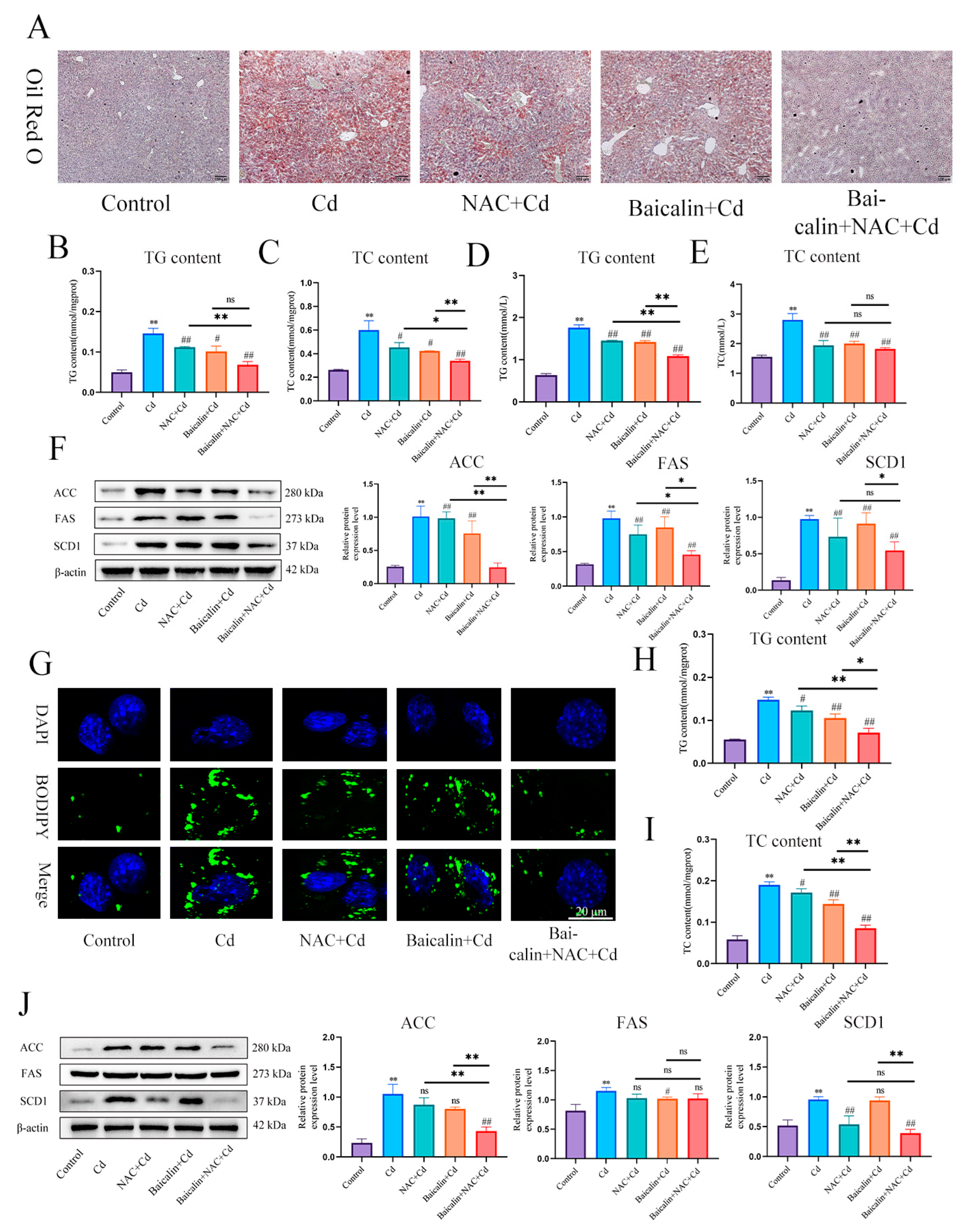 Antioxidants 13 00115 g003
