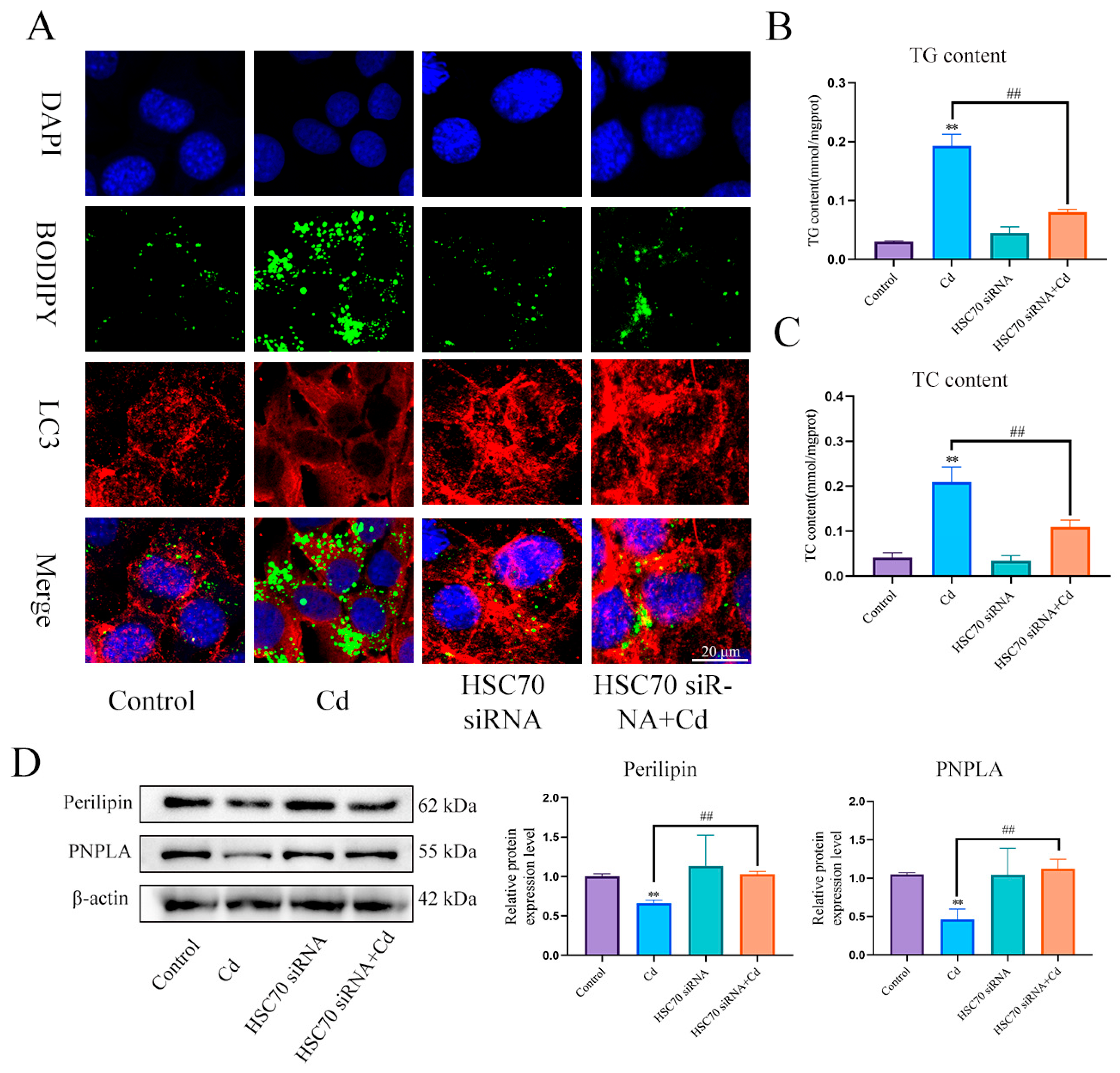 Antioxidants 13 00115 g006
