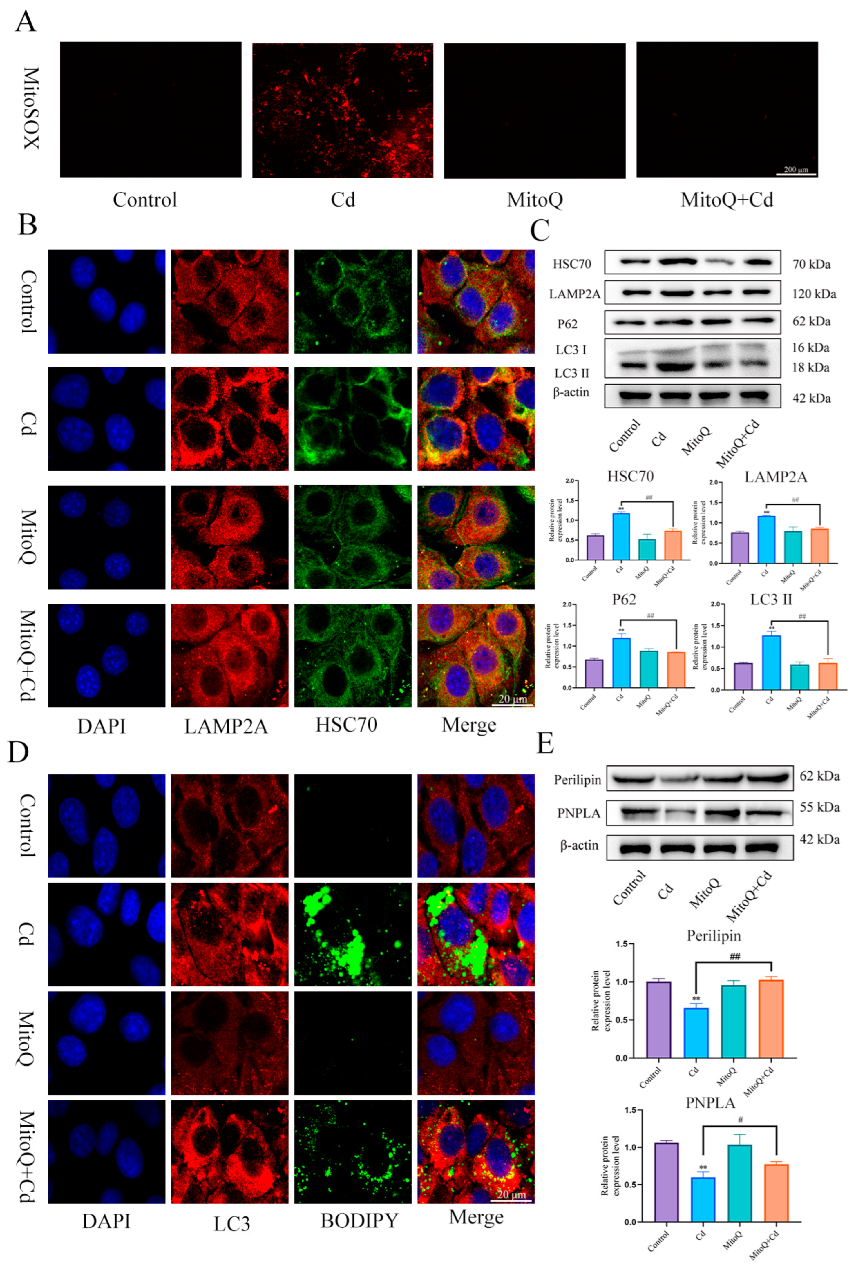 Antioxidants 13 00115 g007