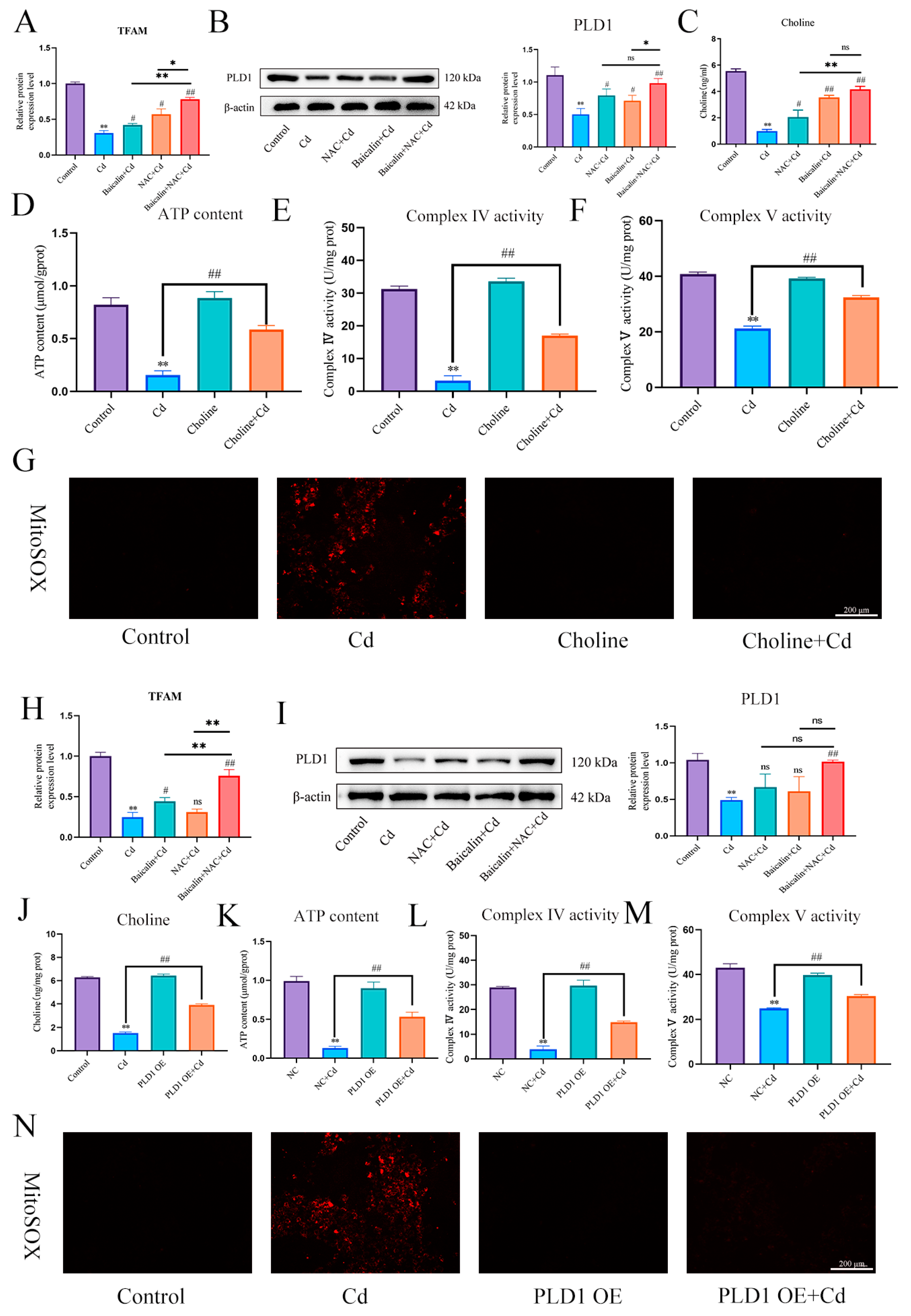 Antioxidants 13 00115 g008