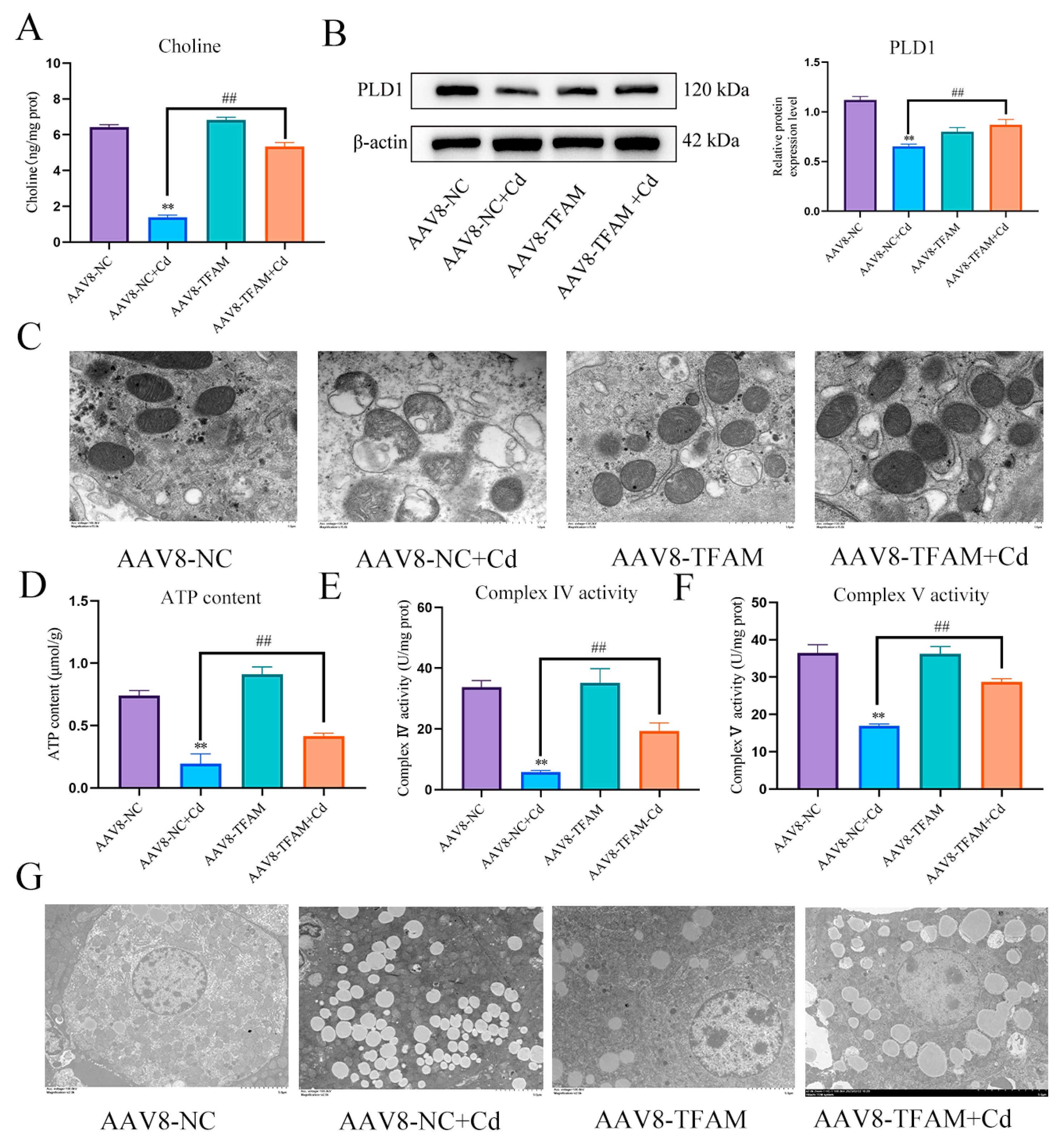 Antioxidants 13 00115 g009