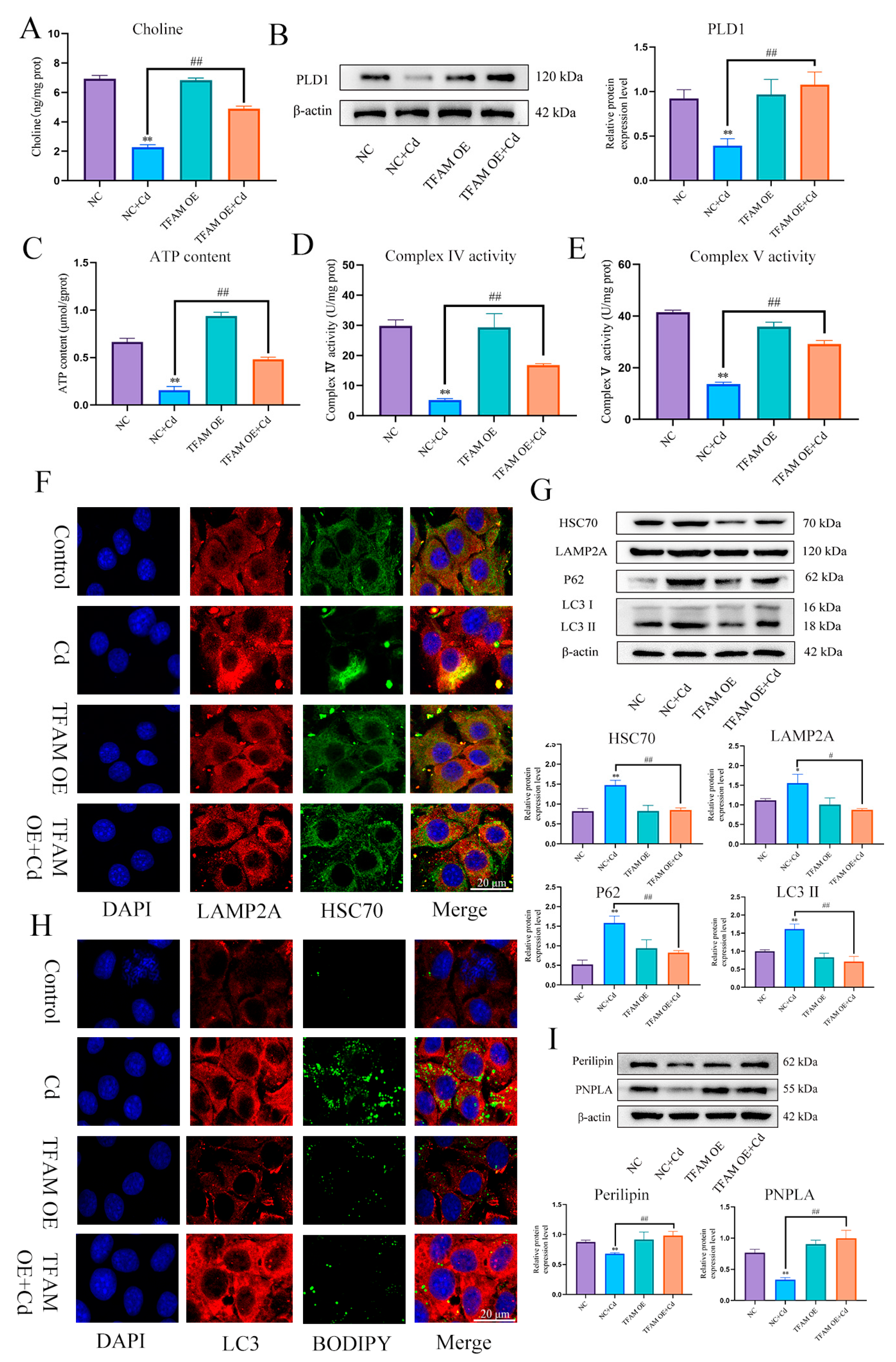 Antioxidants 13 00115 g010