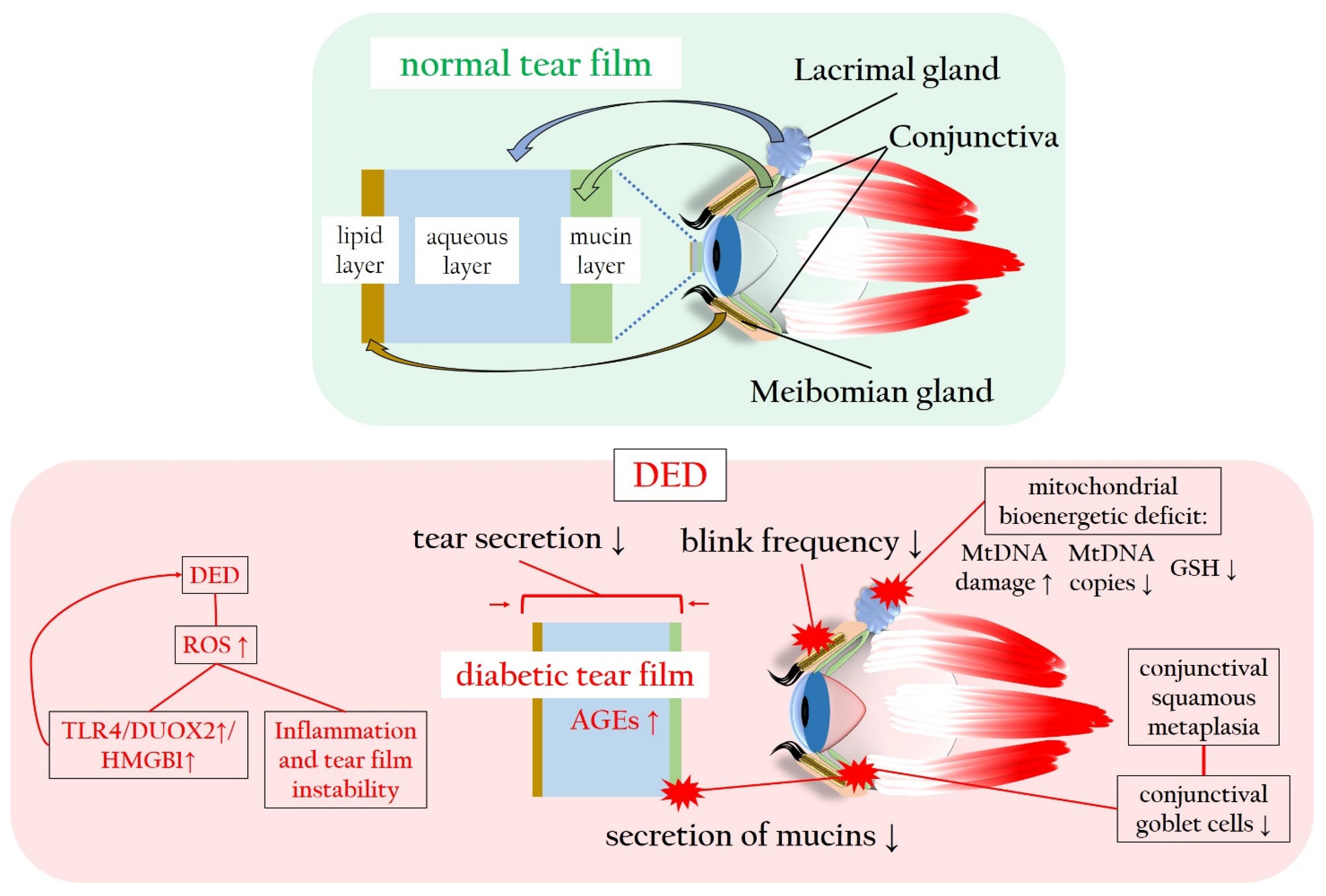 Antioxidants 13 00120 g005