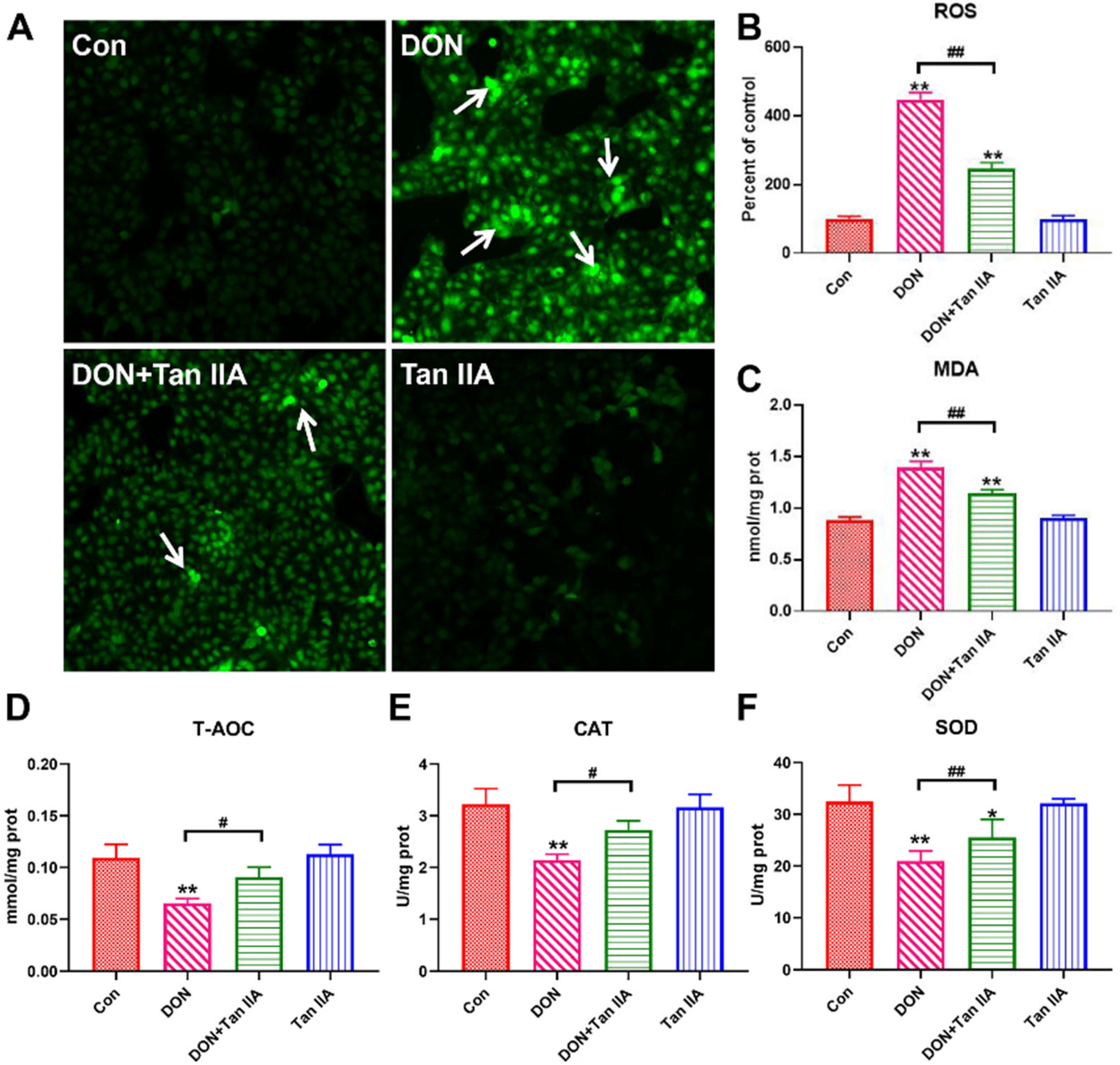 Antioxidants 13 00121 g003