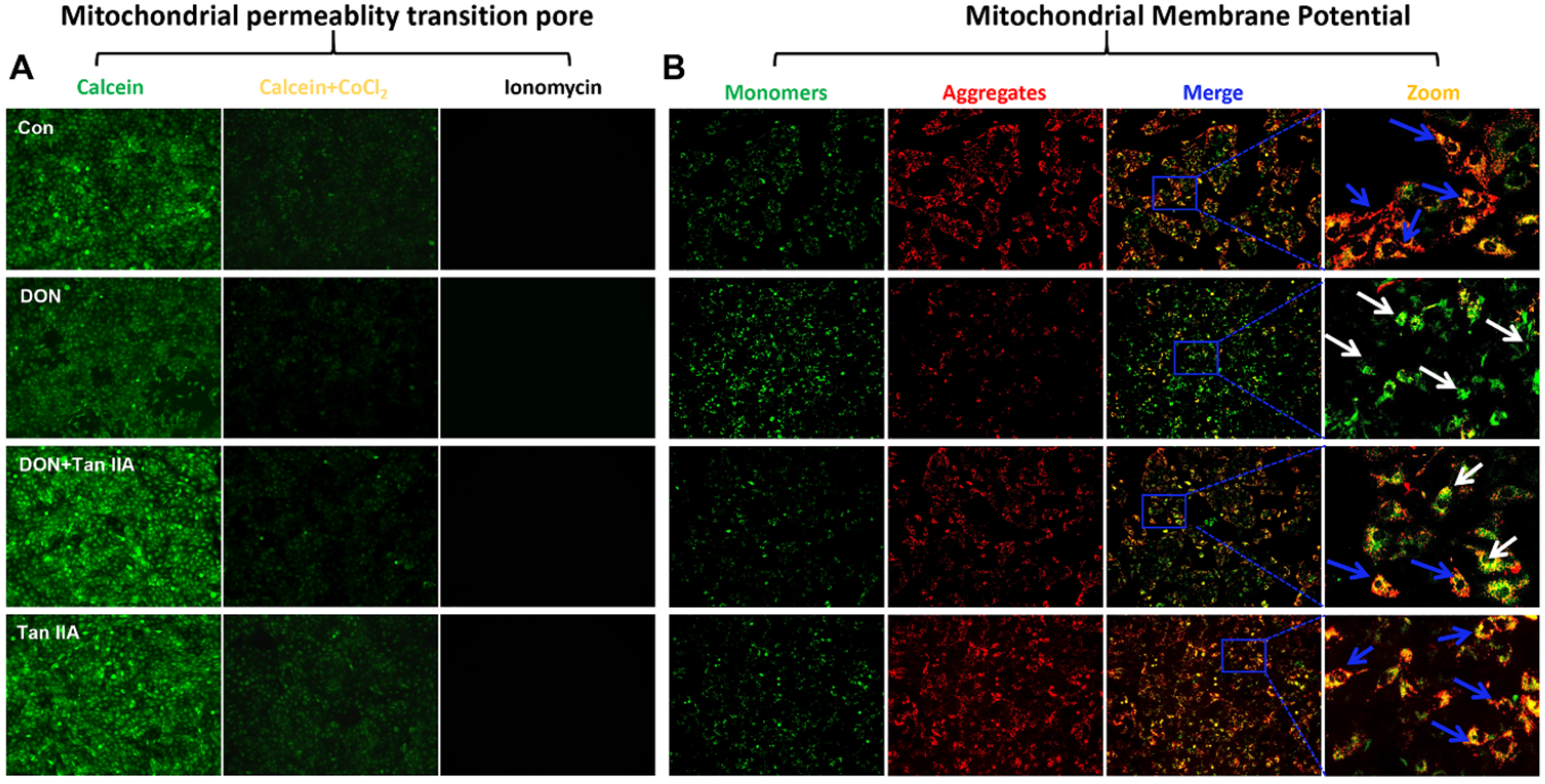 Antioxidants 13 00121 g004