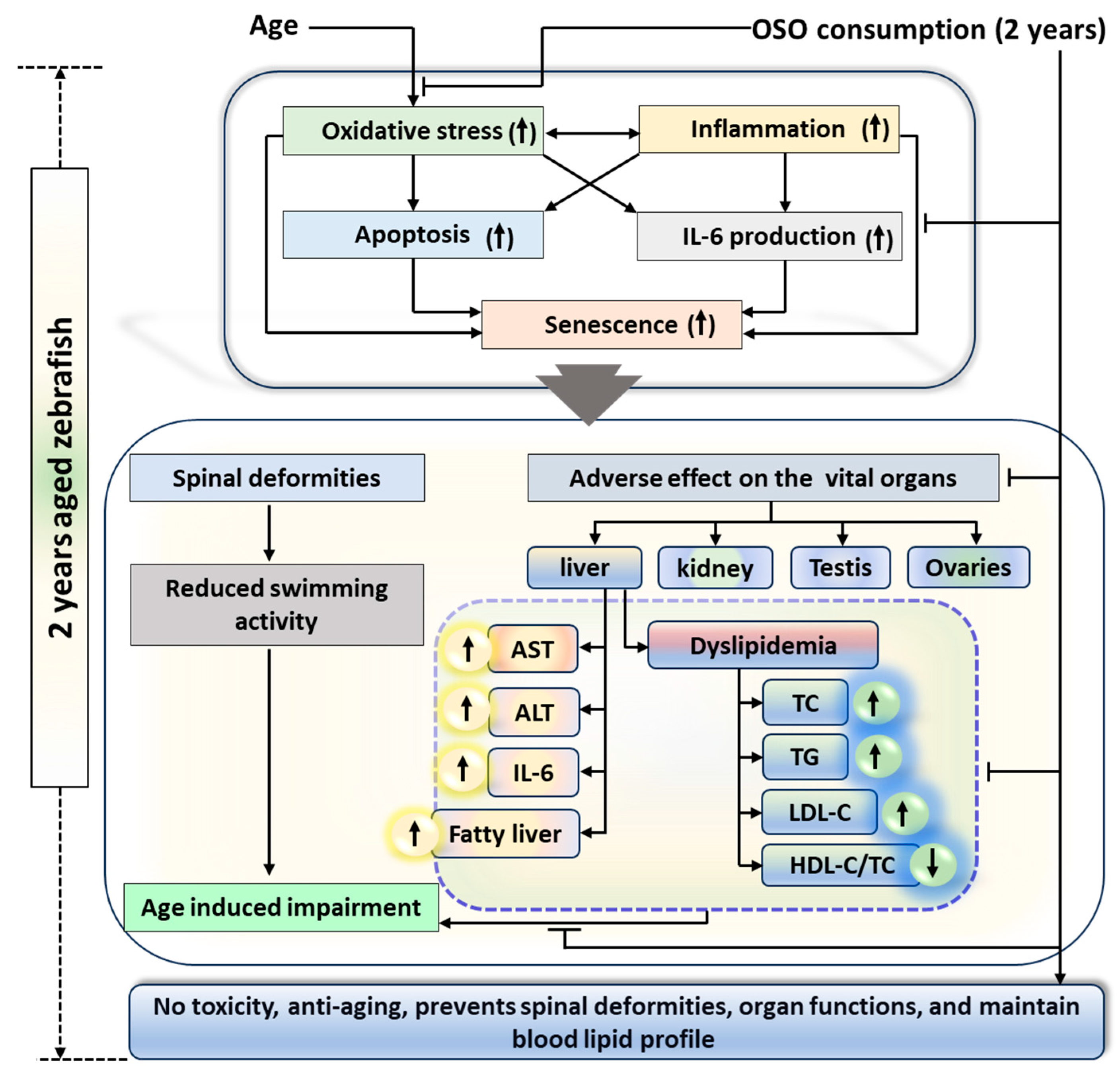 Antioxidants 13 00123 g011