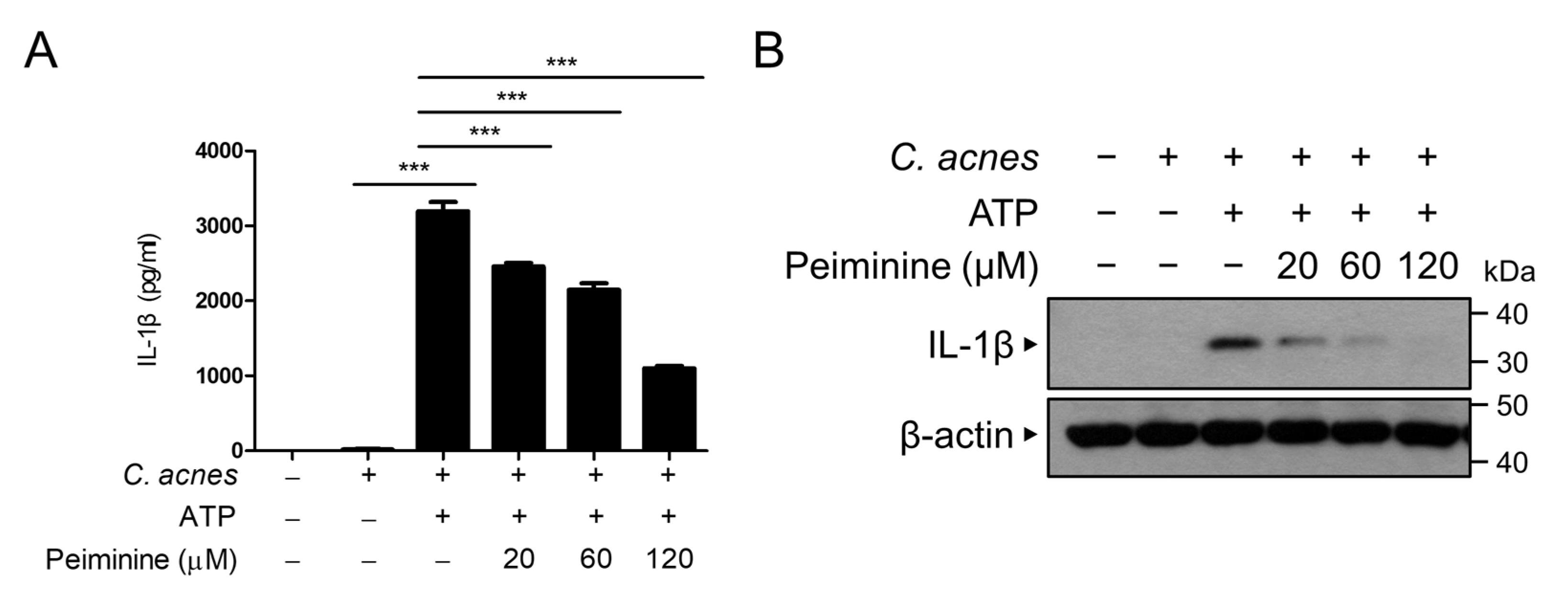 Antioxidants 13 00131 g004