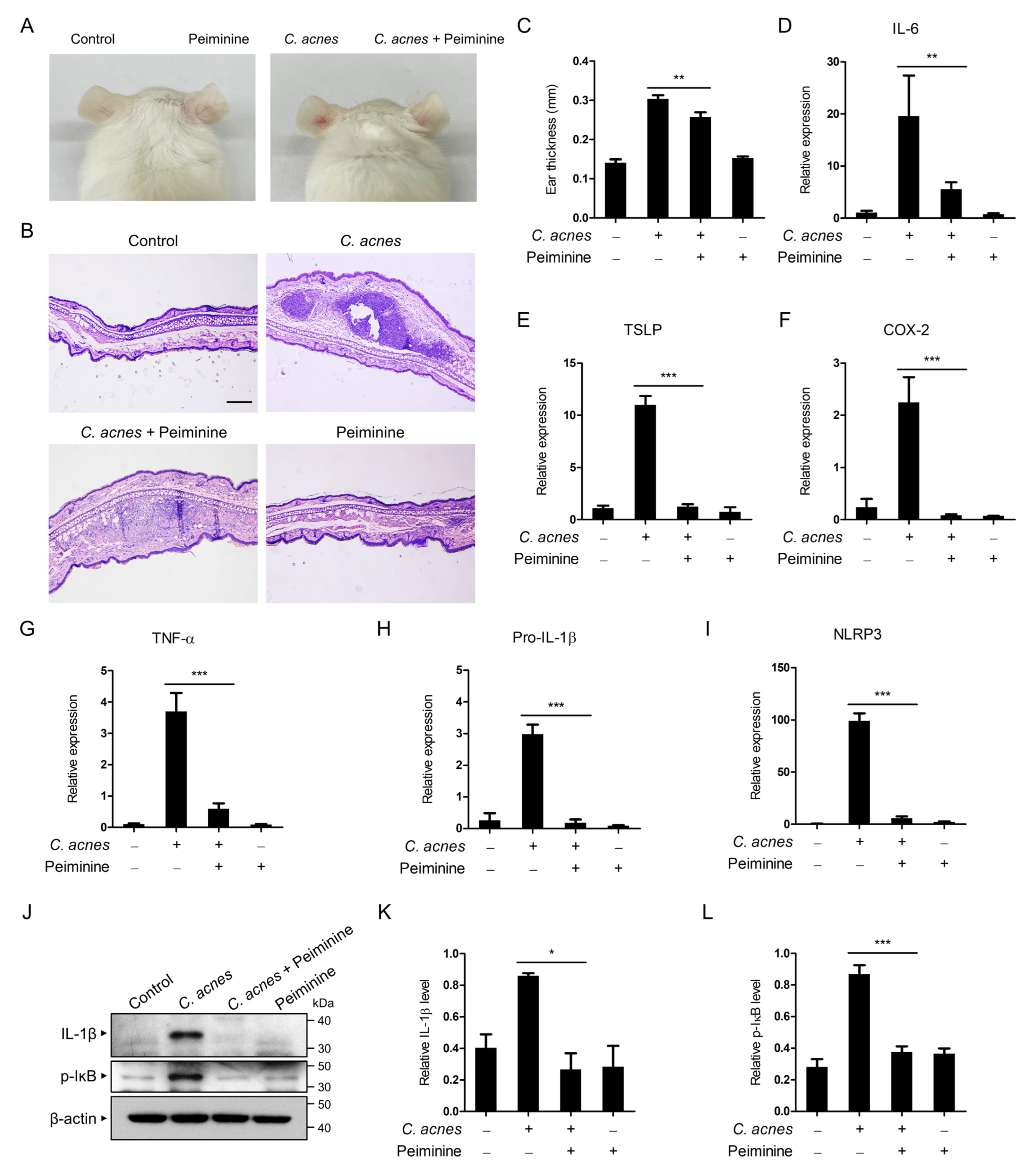 Antioxidants 13 00131 g005