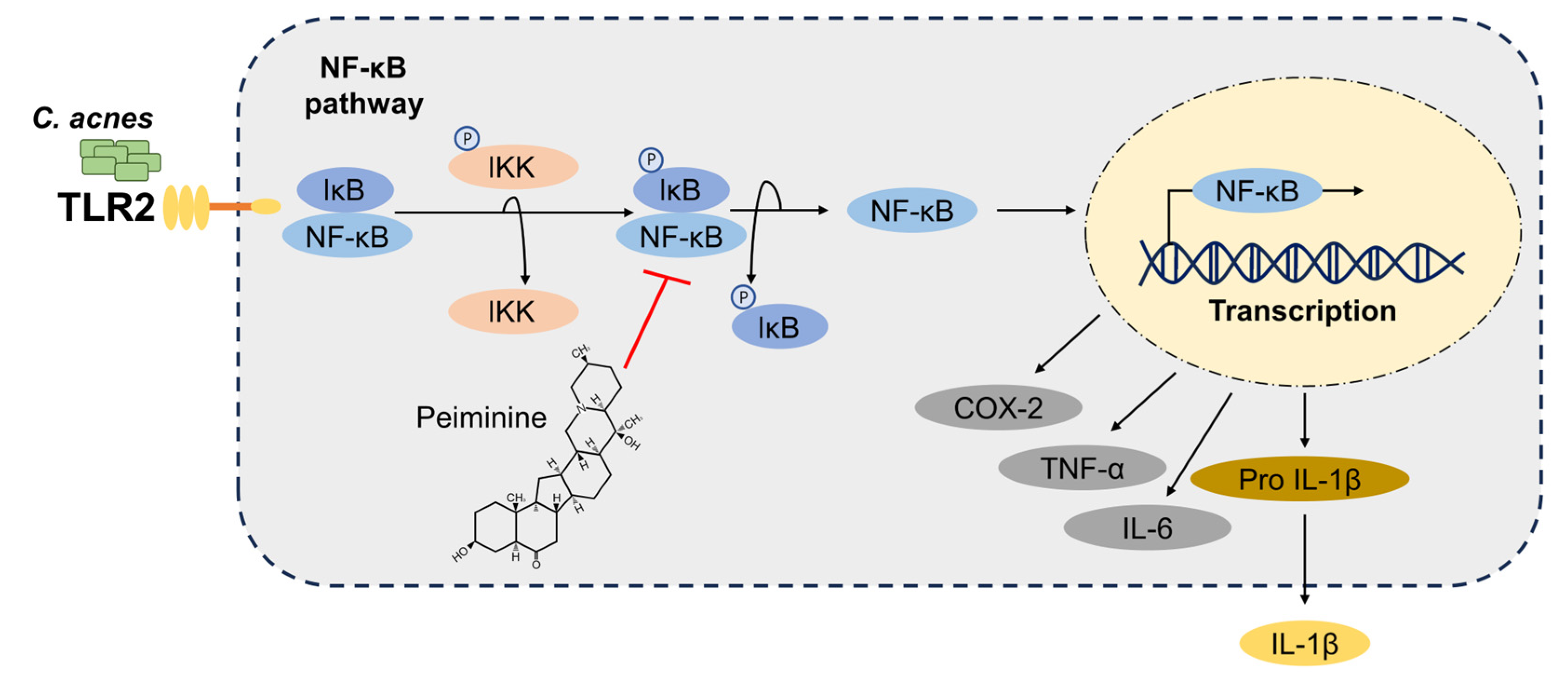 Antioxidants 13 00131 g006