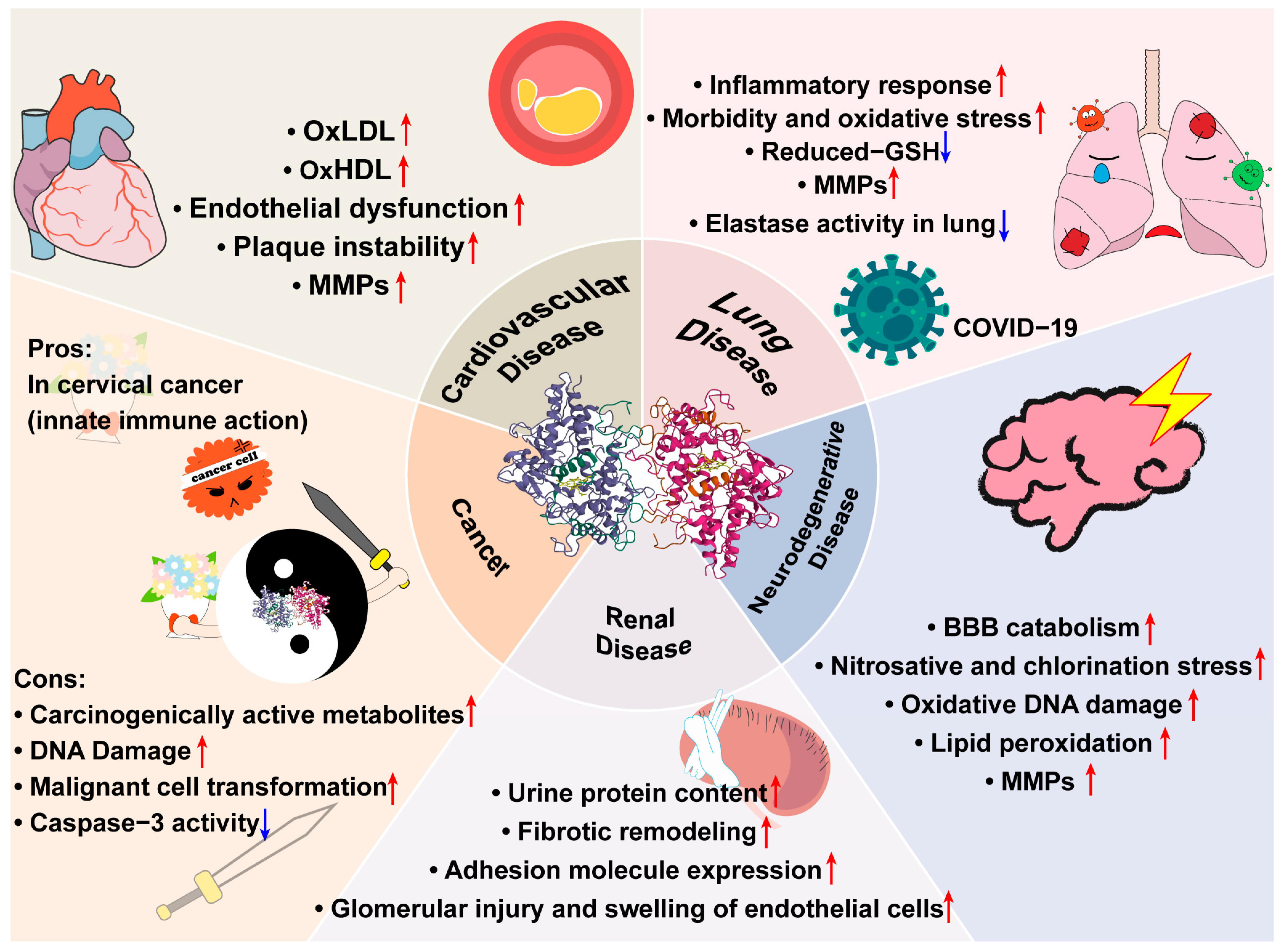 Antioxidants 13 00132 g003