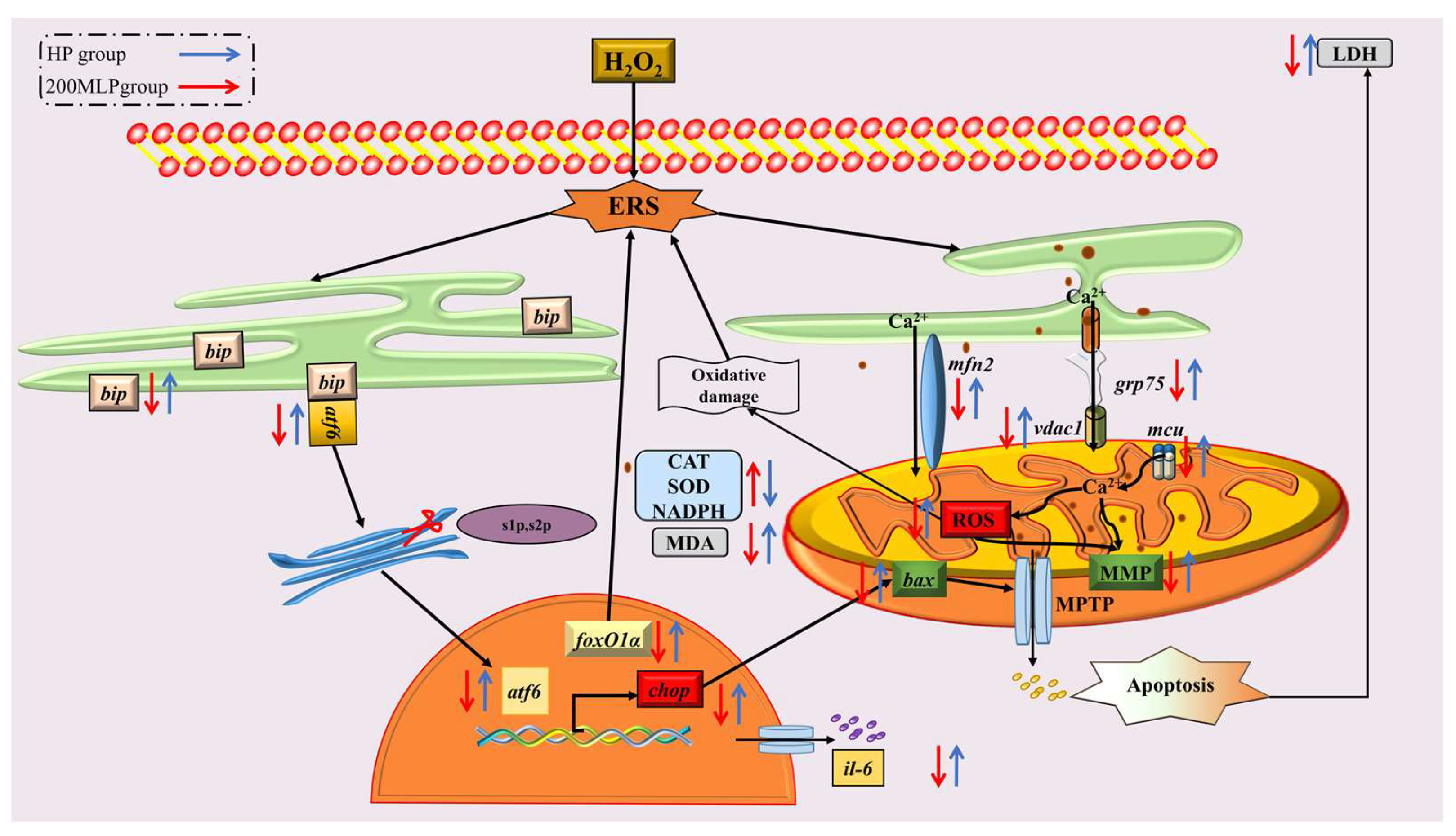 Antioxidants 13 00136 g005
