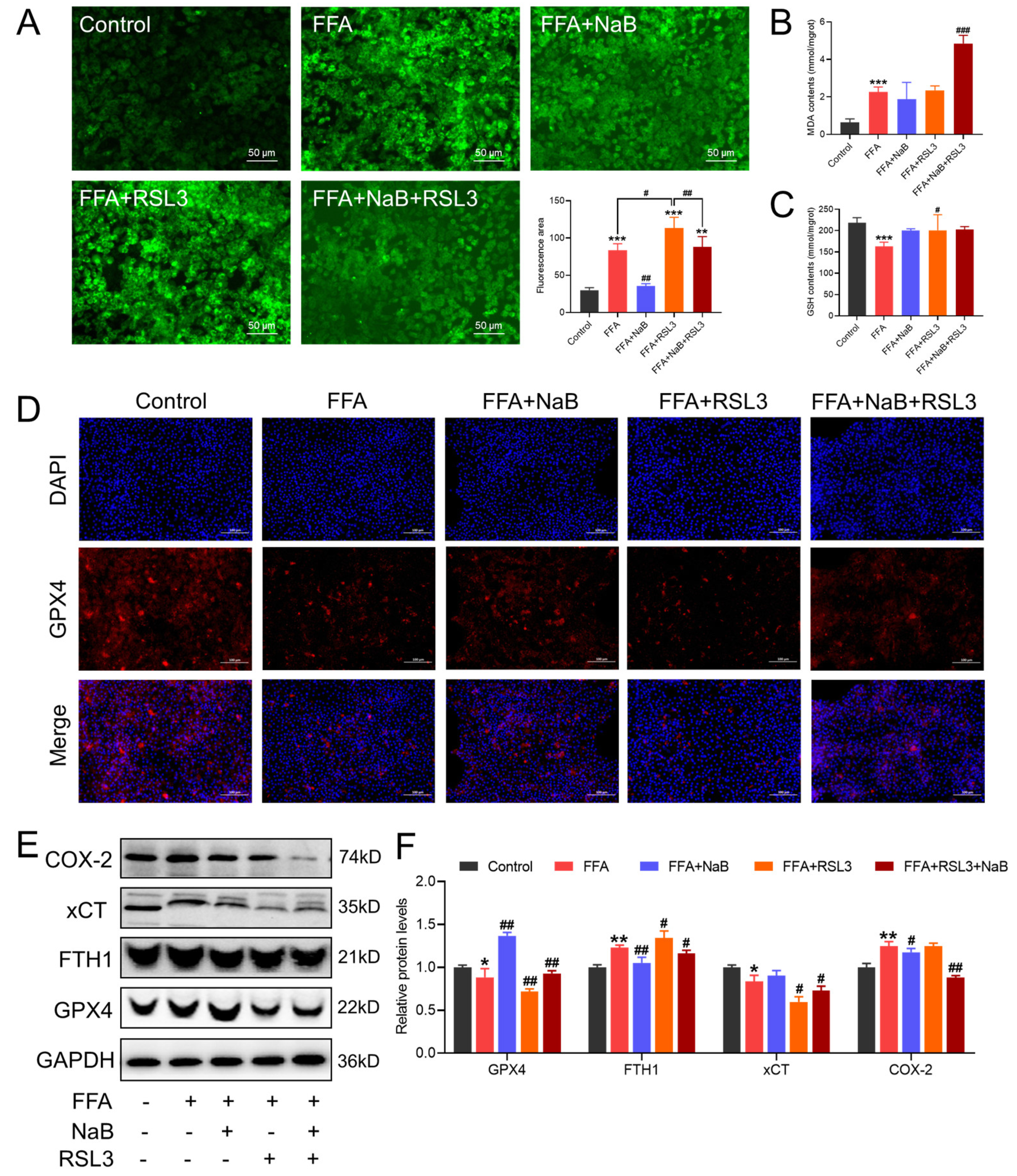 Antioxidants 13 00140 g005