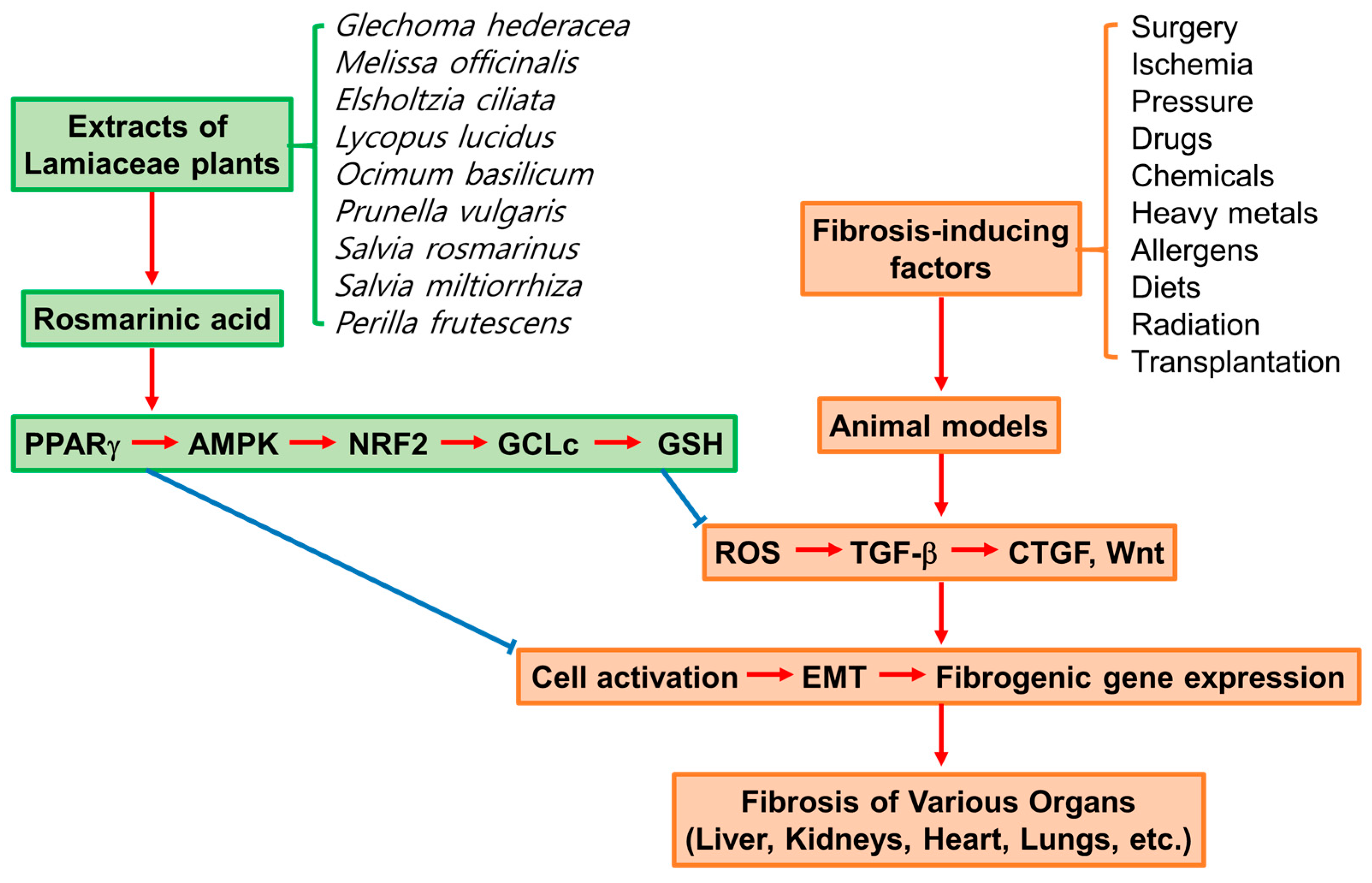 Antioxidants 13 00146 g004