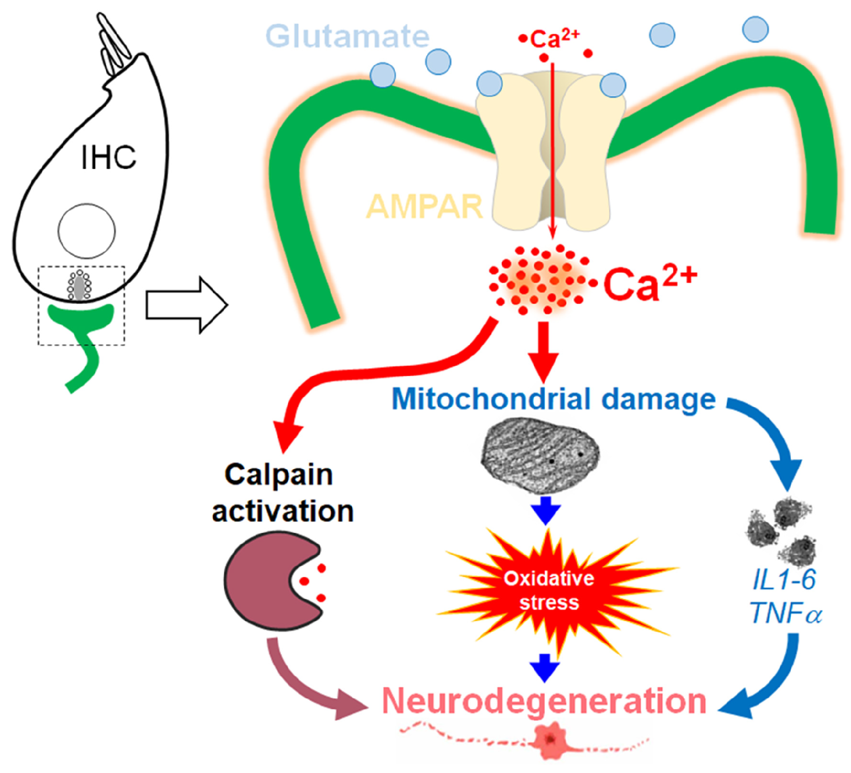 Antioxidants 13 00149 g001