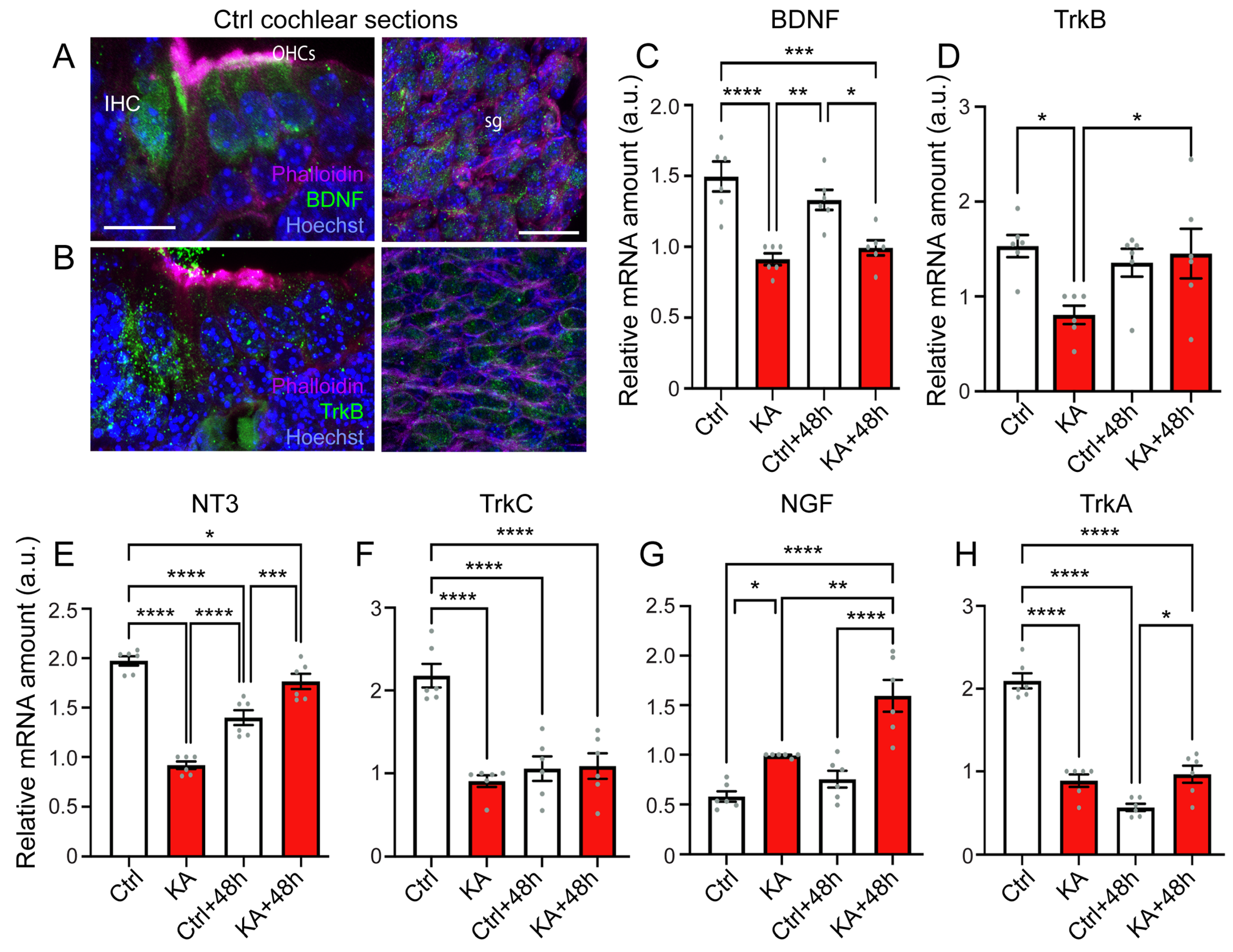 Antioxidants 13 00149 g005