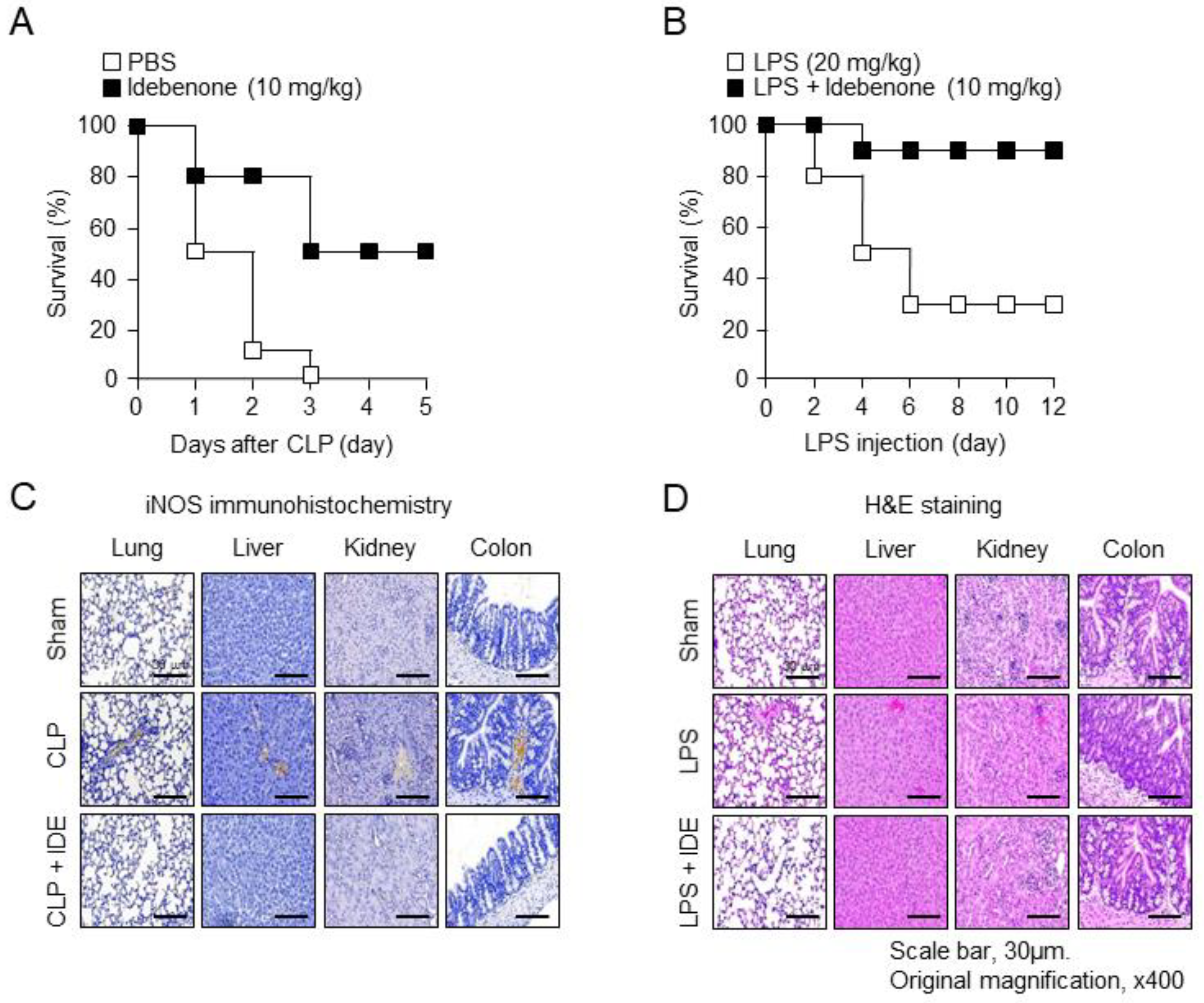 Antioxidants 13 00151 g001