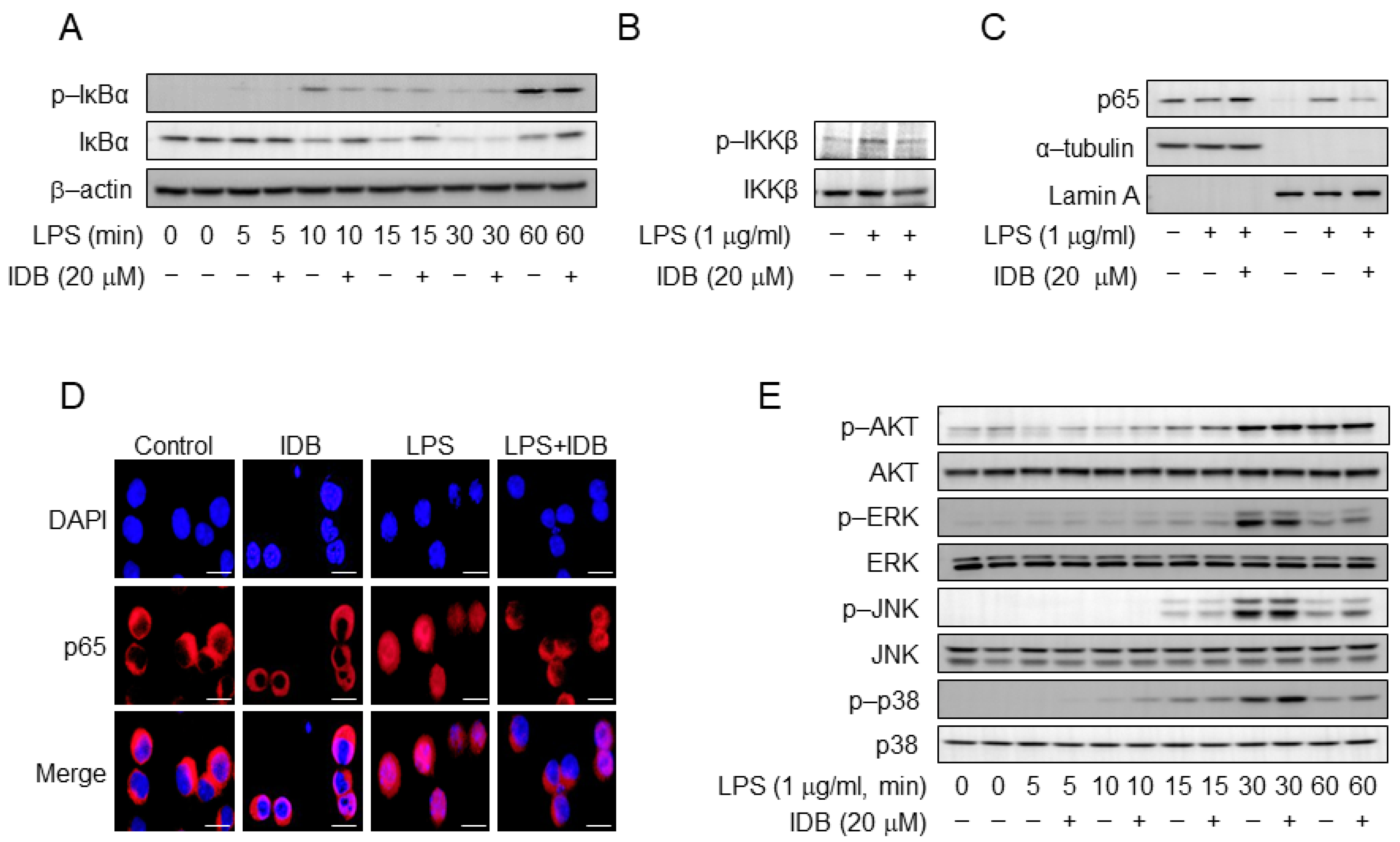 Antioxidants 13 00151 g005