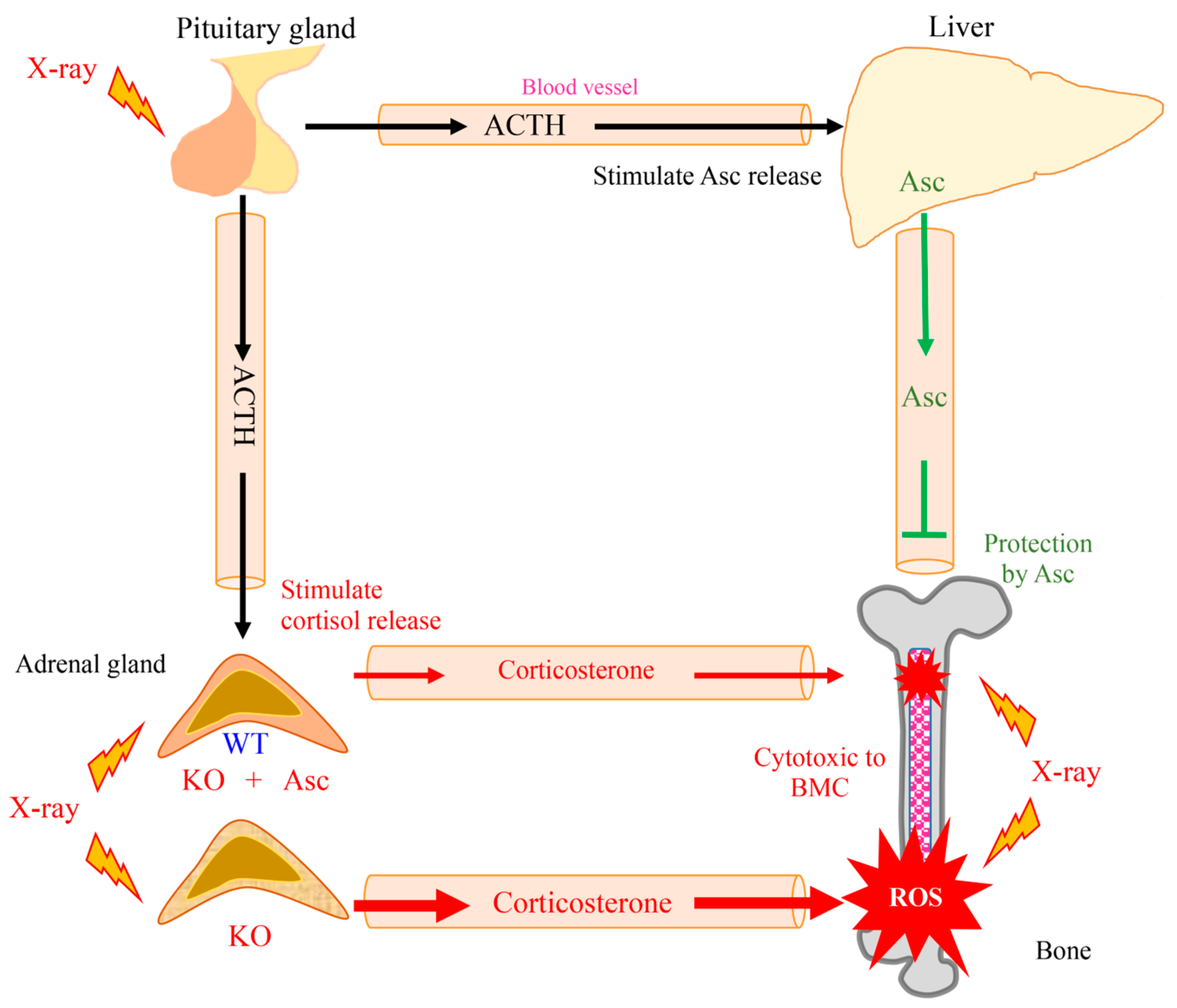Antioxidants 13 00152 g007