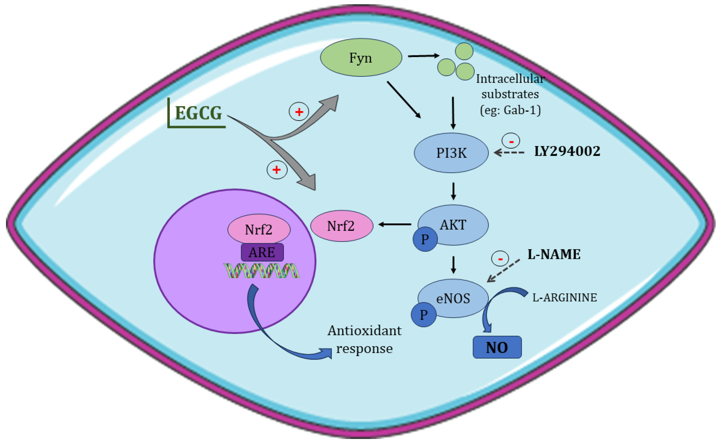 Antioxidants 13 00158 g005