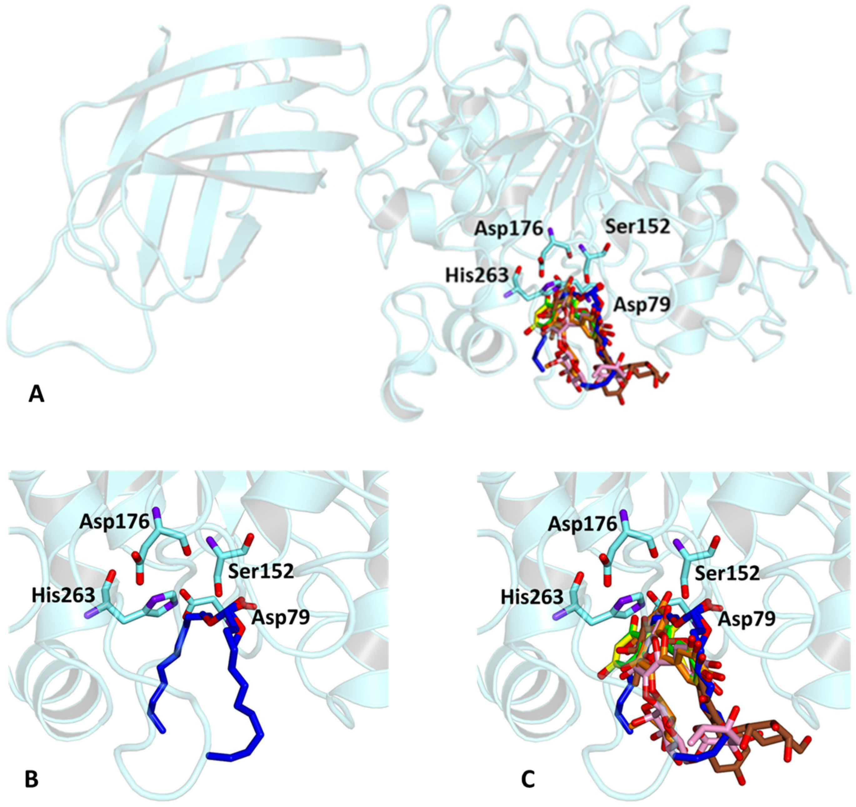 Antioxidants 13 00160 g005