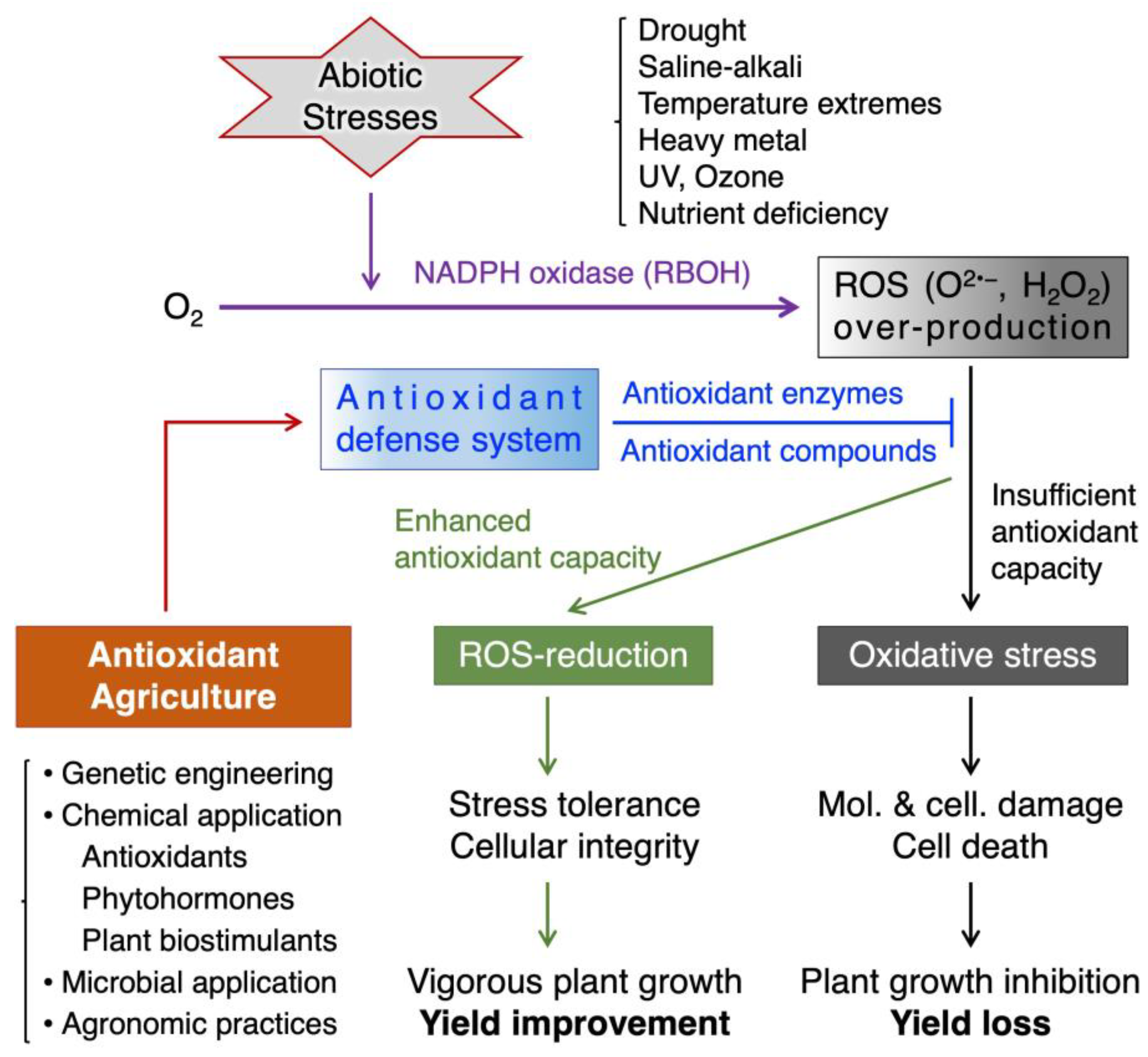 Antioxidants 13 00164 g001