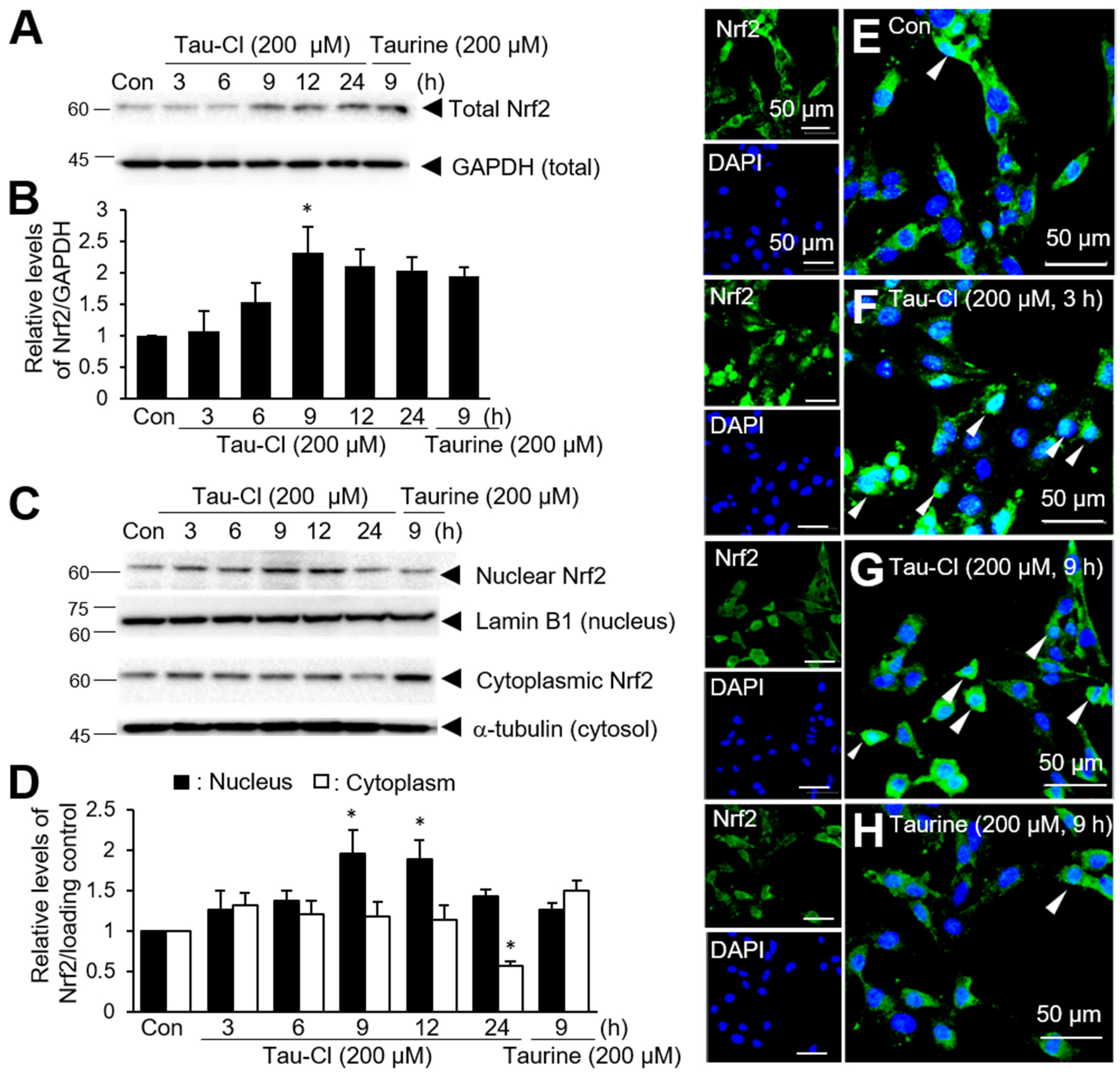 Antioxidants 13 00169 g001
