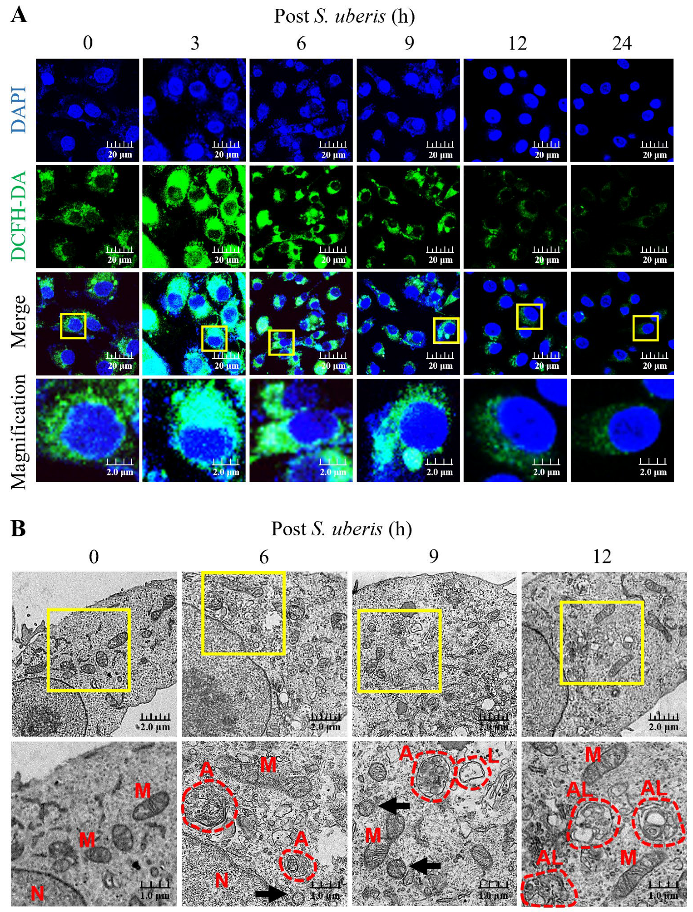 Antioxidants 13 00171 g001