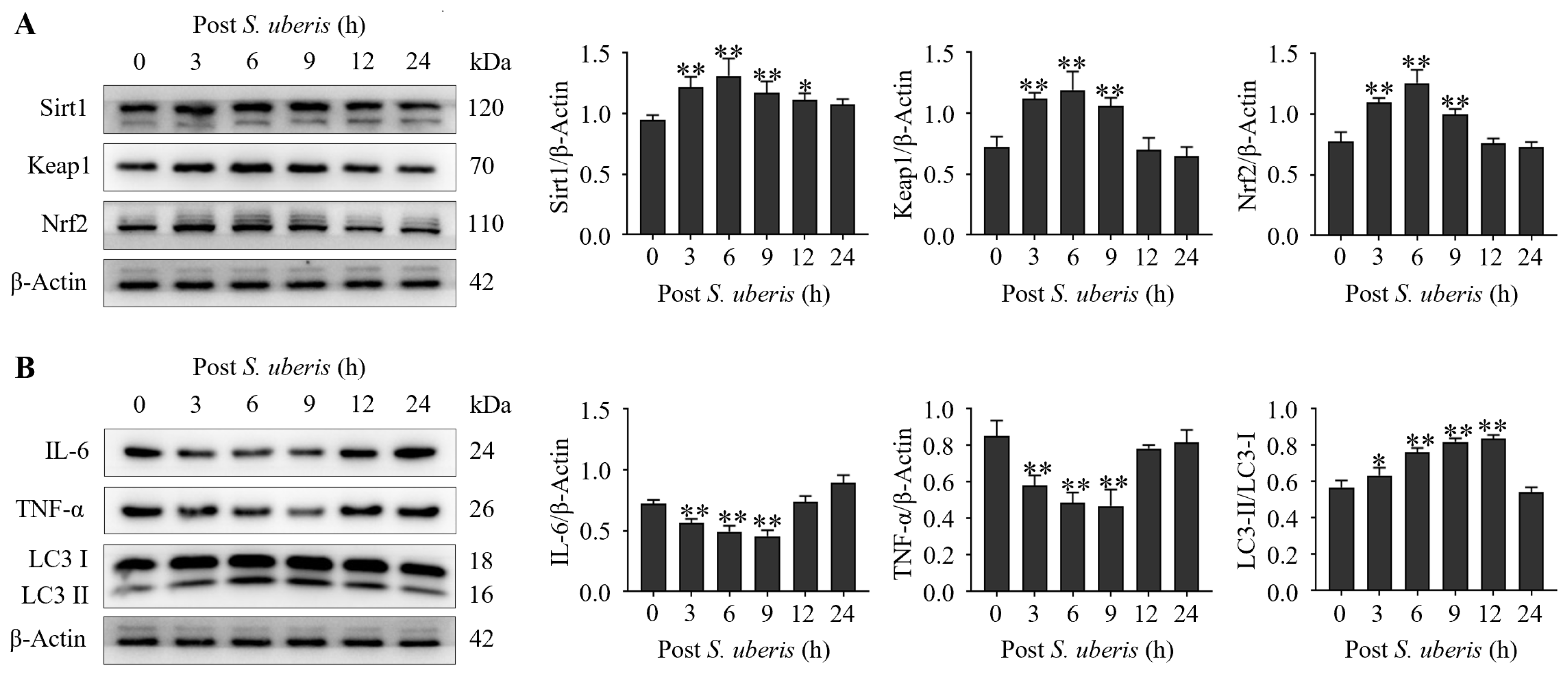 Antioxidants 13 00171 g002