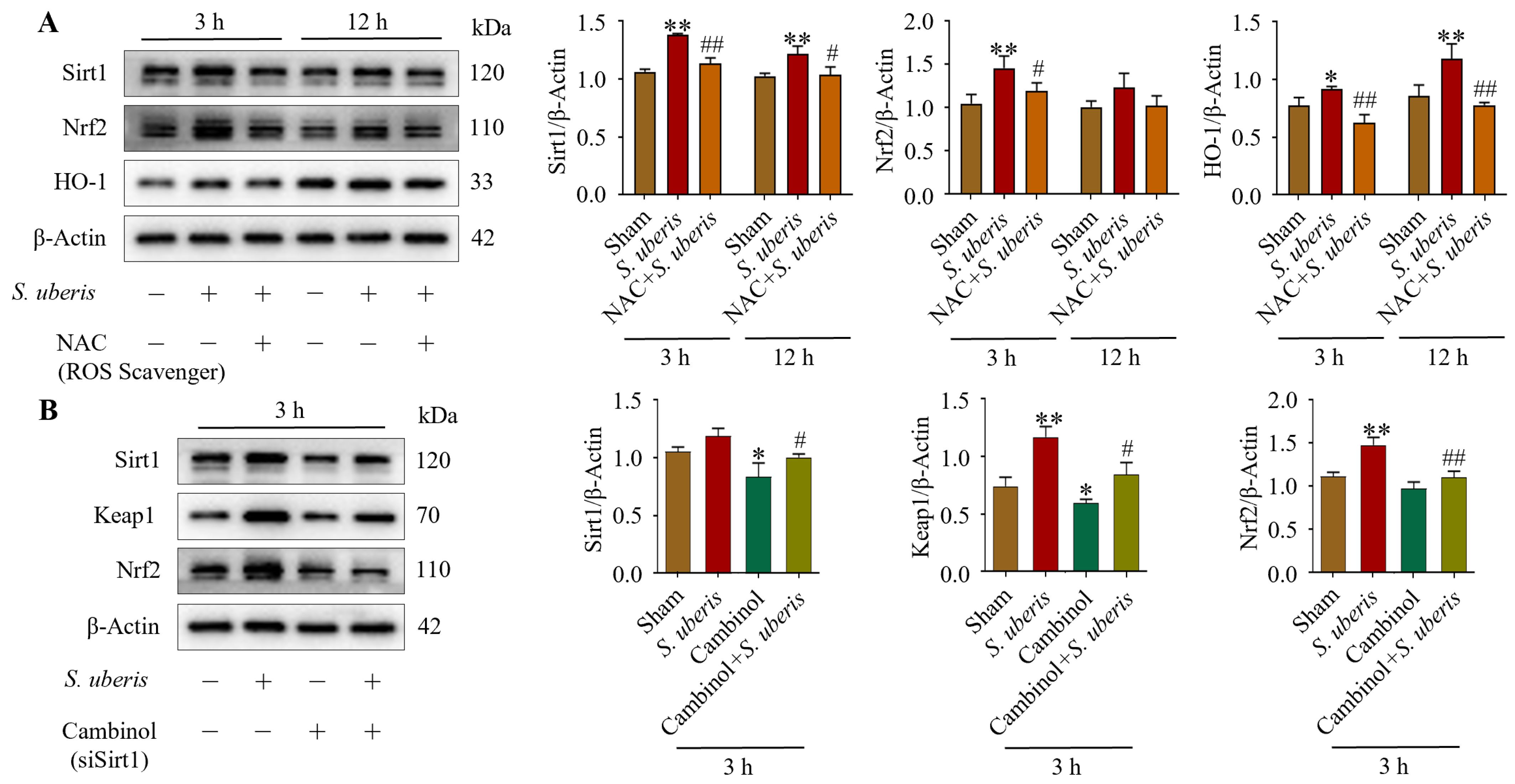 Antioxidants 13 00171 g003