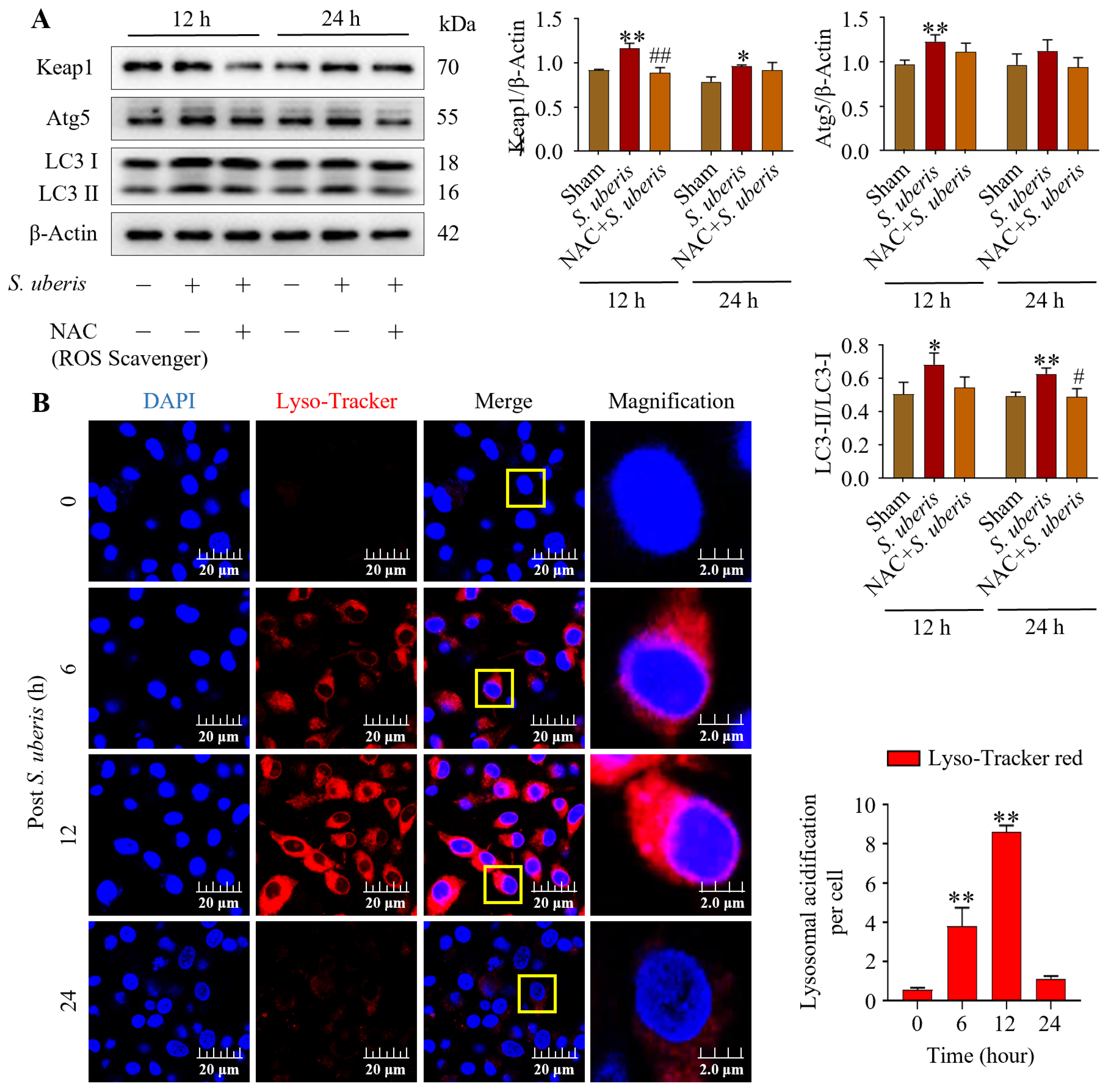 Antioxidants 13 00171 g005