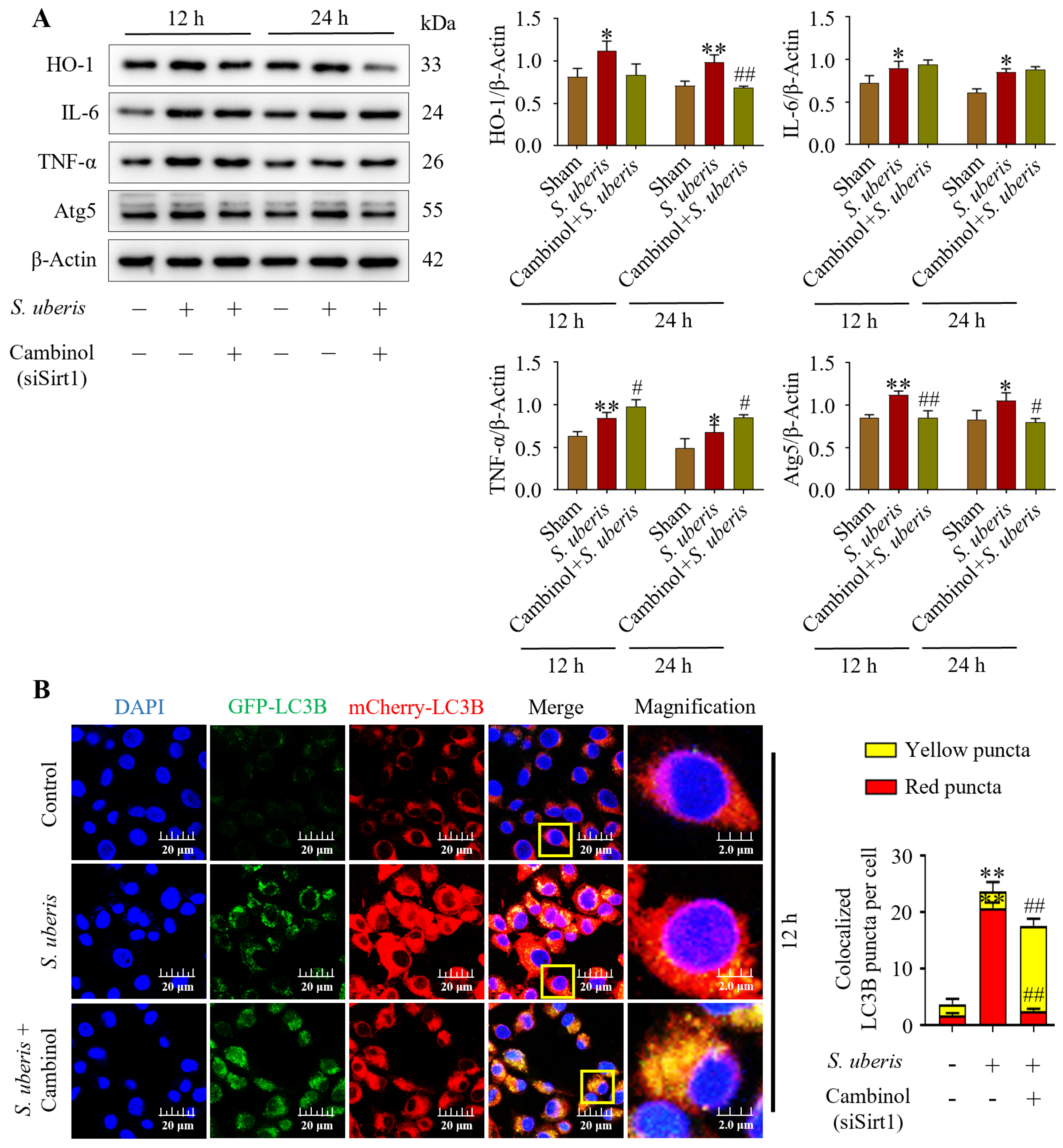 Antioxidants 13 00171 g006