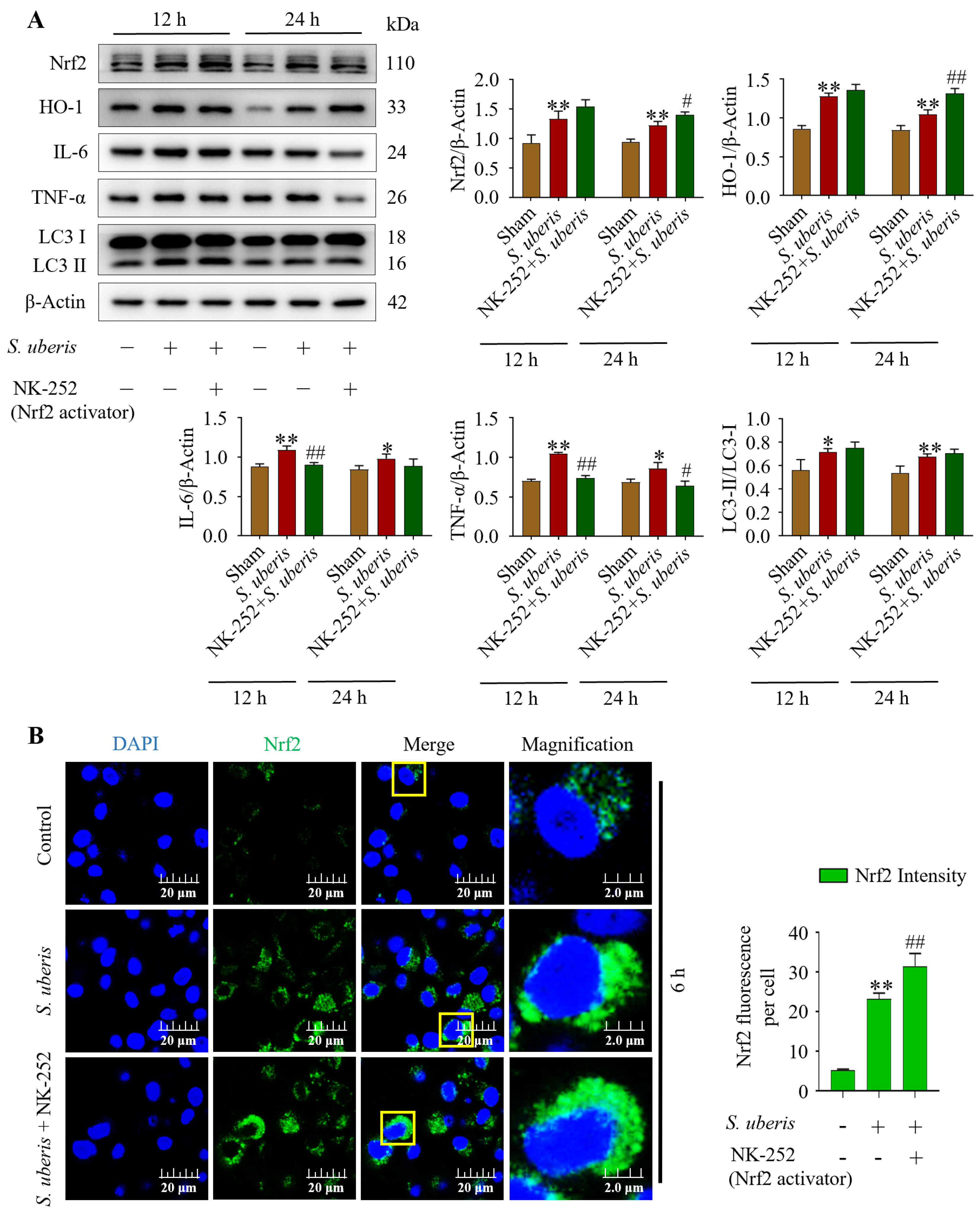 Antioxidants 13 00171 g007