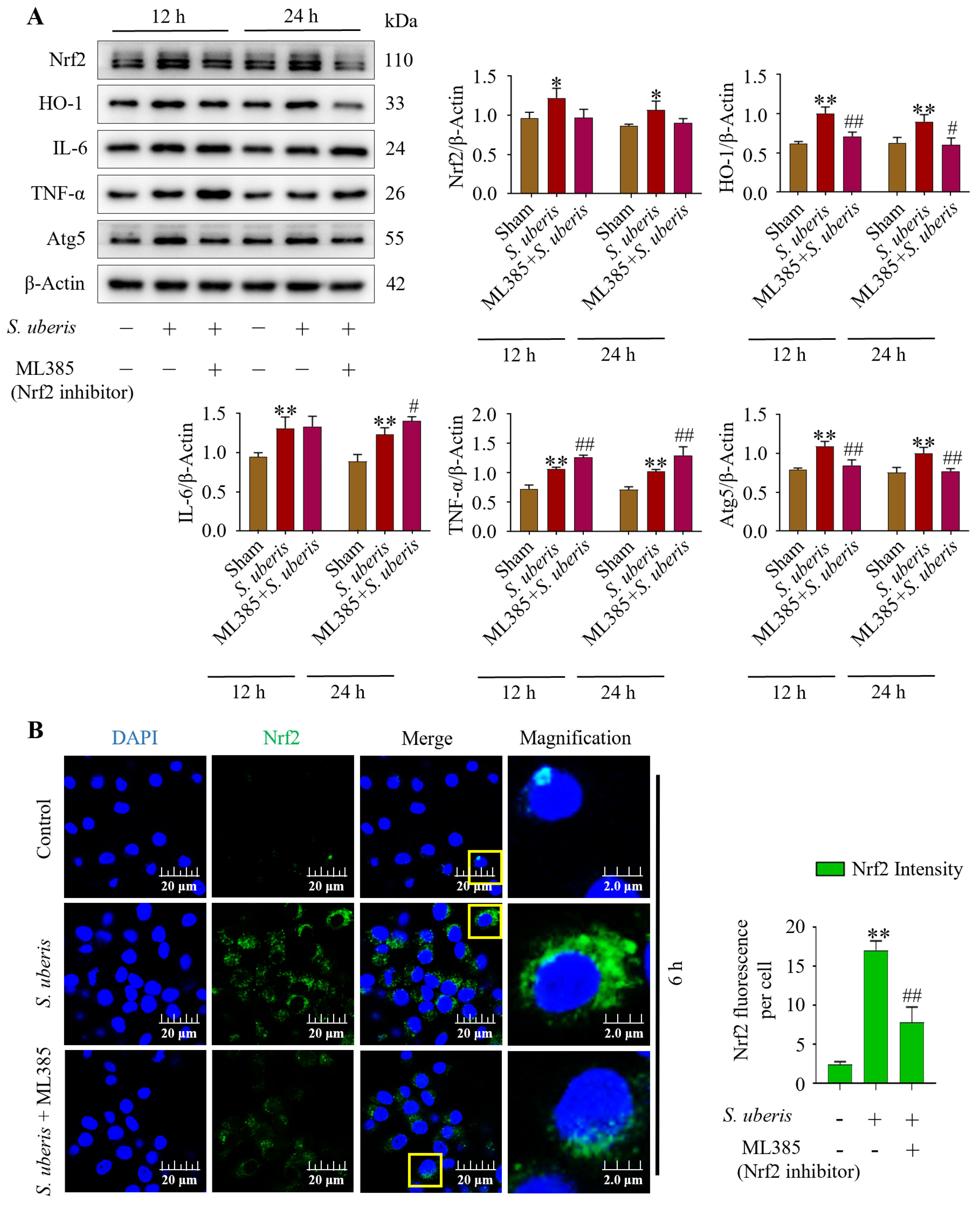 Antioxidants 13 00171 g008