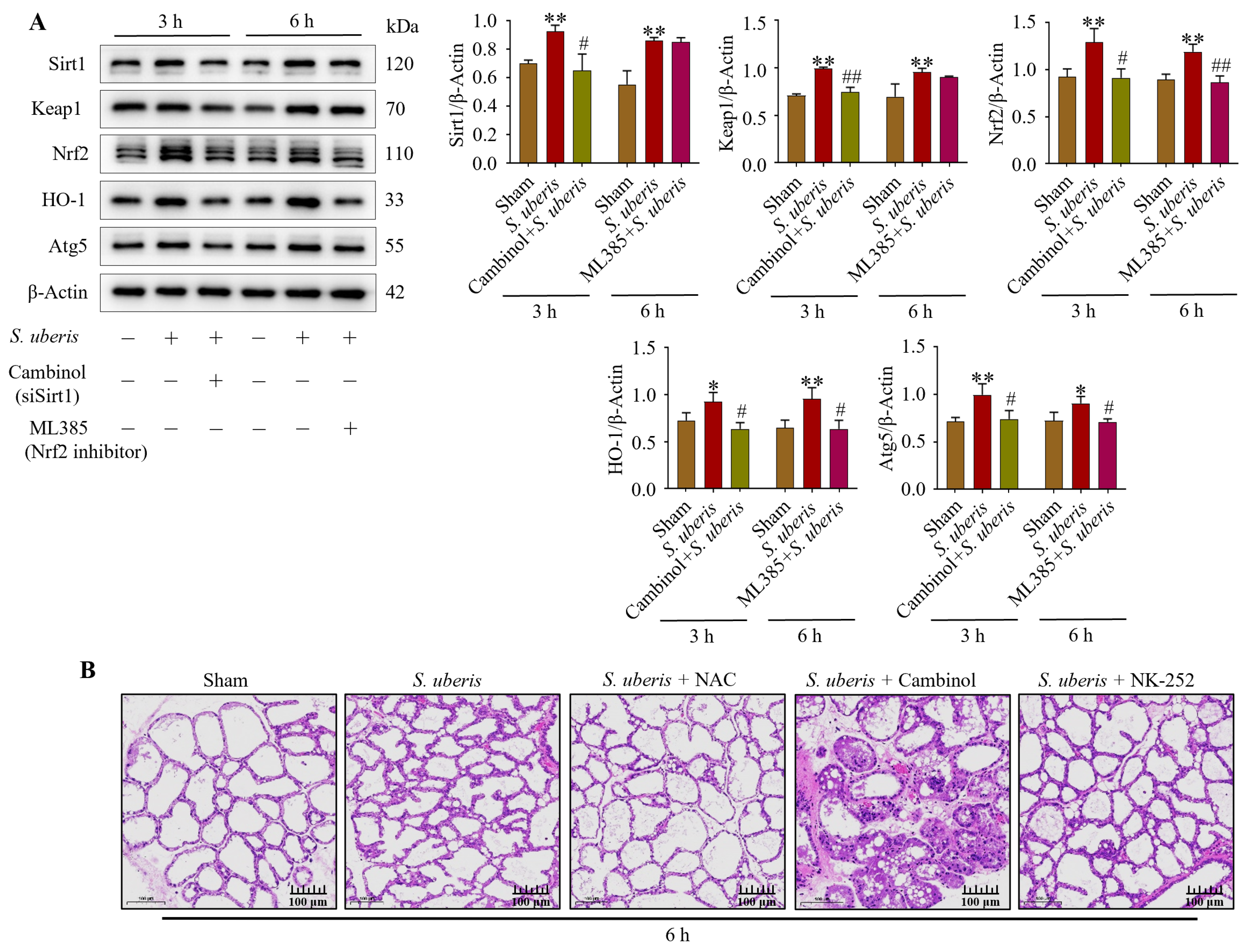 Antioxidants 13 00171 g009