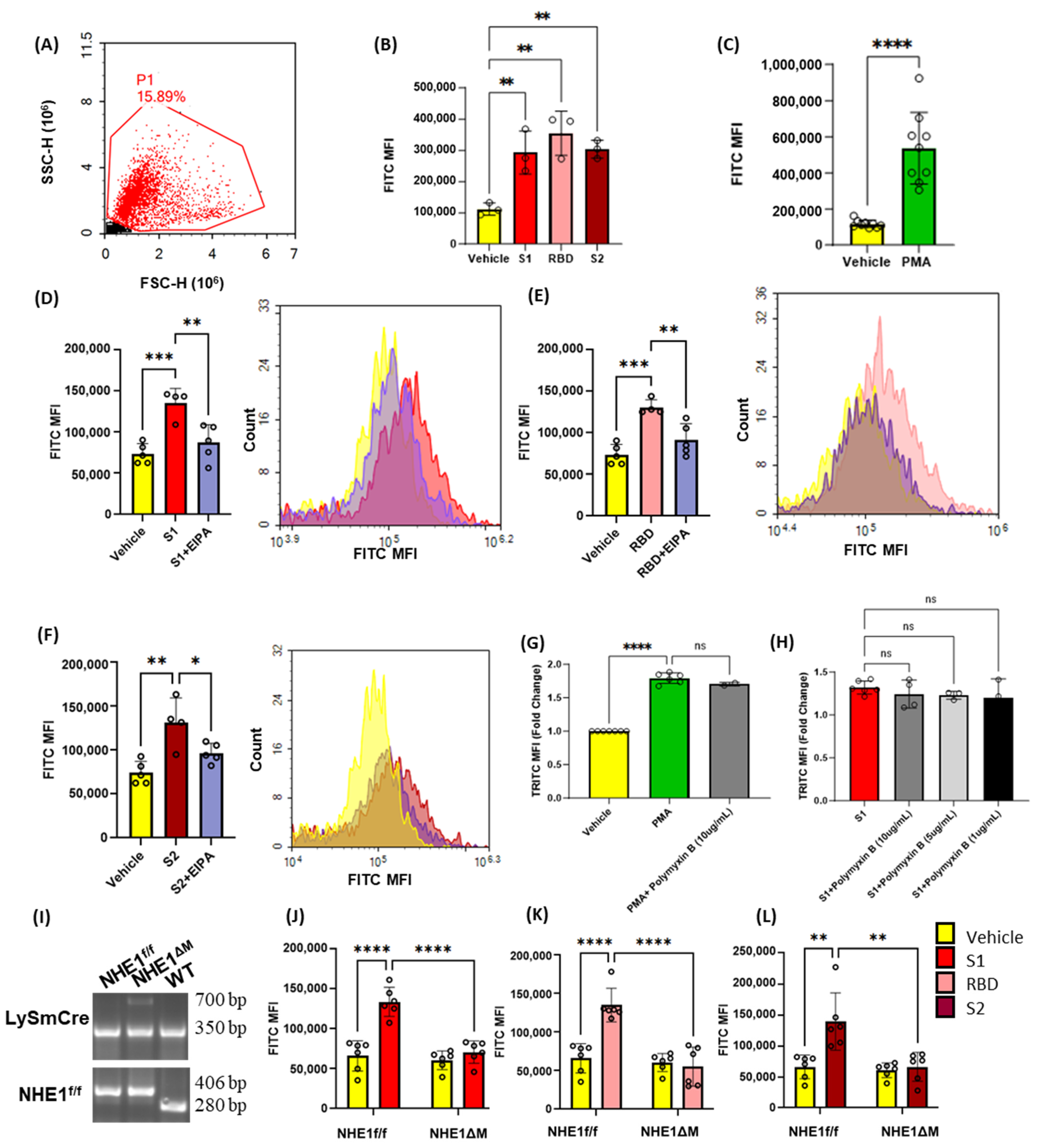 Antioxidants 13 00175 g001
