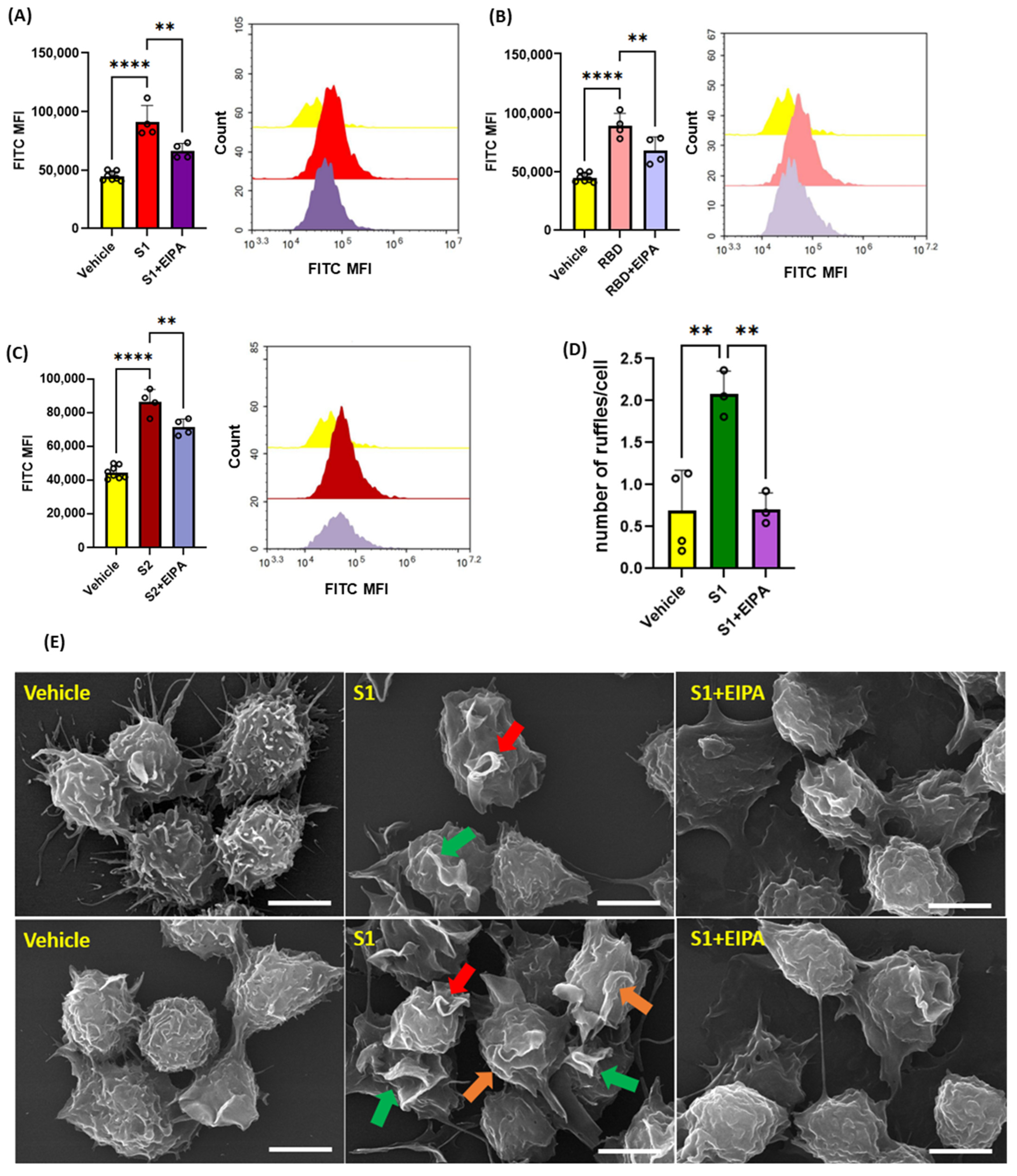 Antioxidants 13 00175 g002