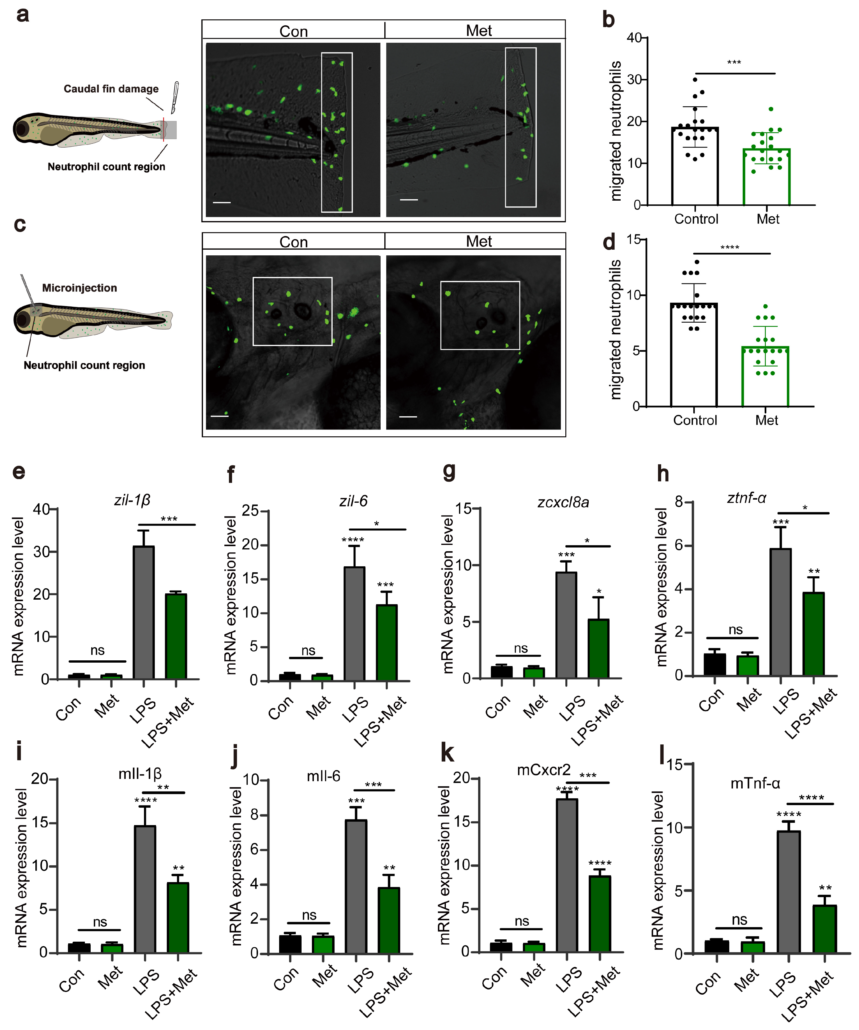 Antioxidants 13 00176 g002