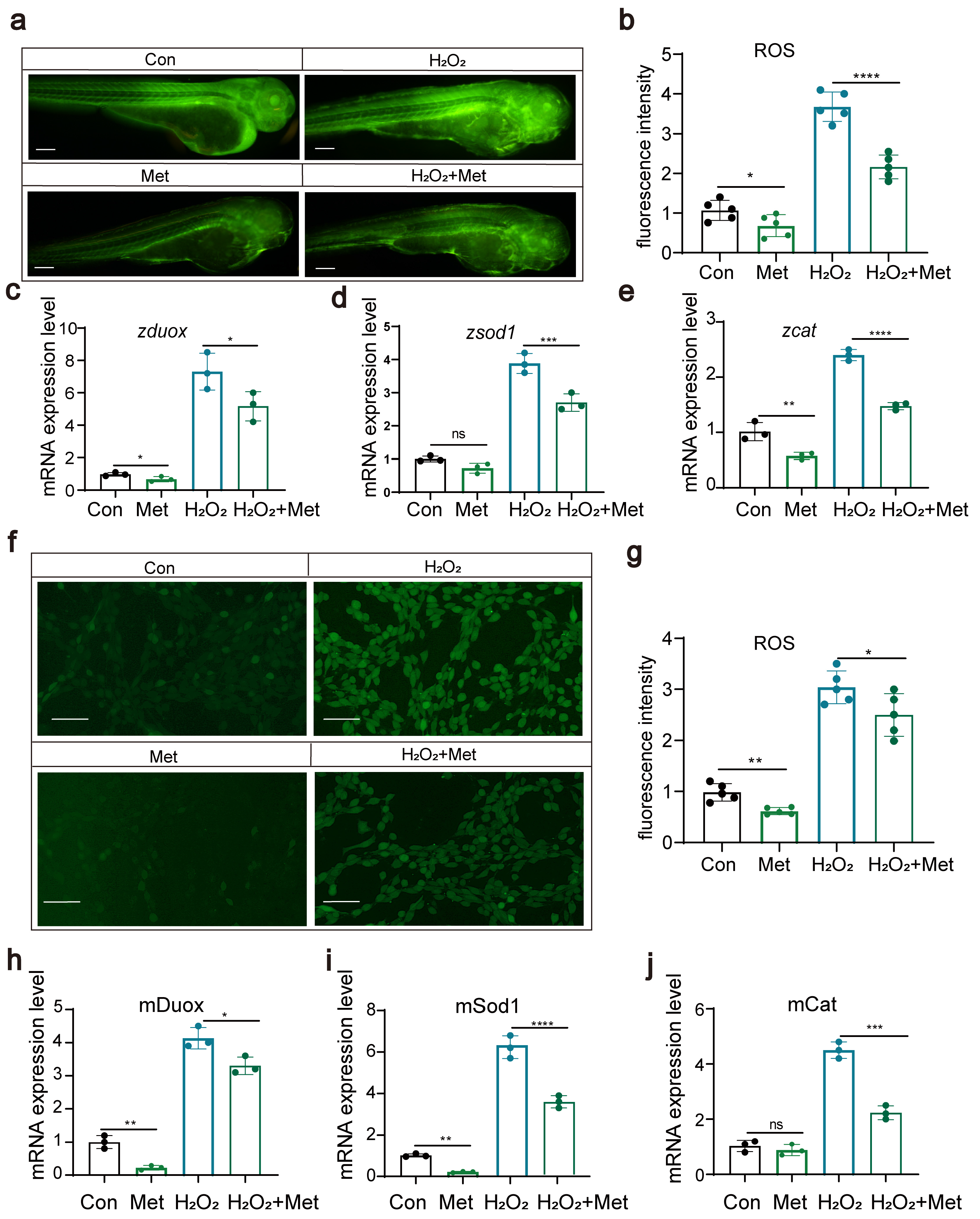 Antioxidants 13 00176 g003